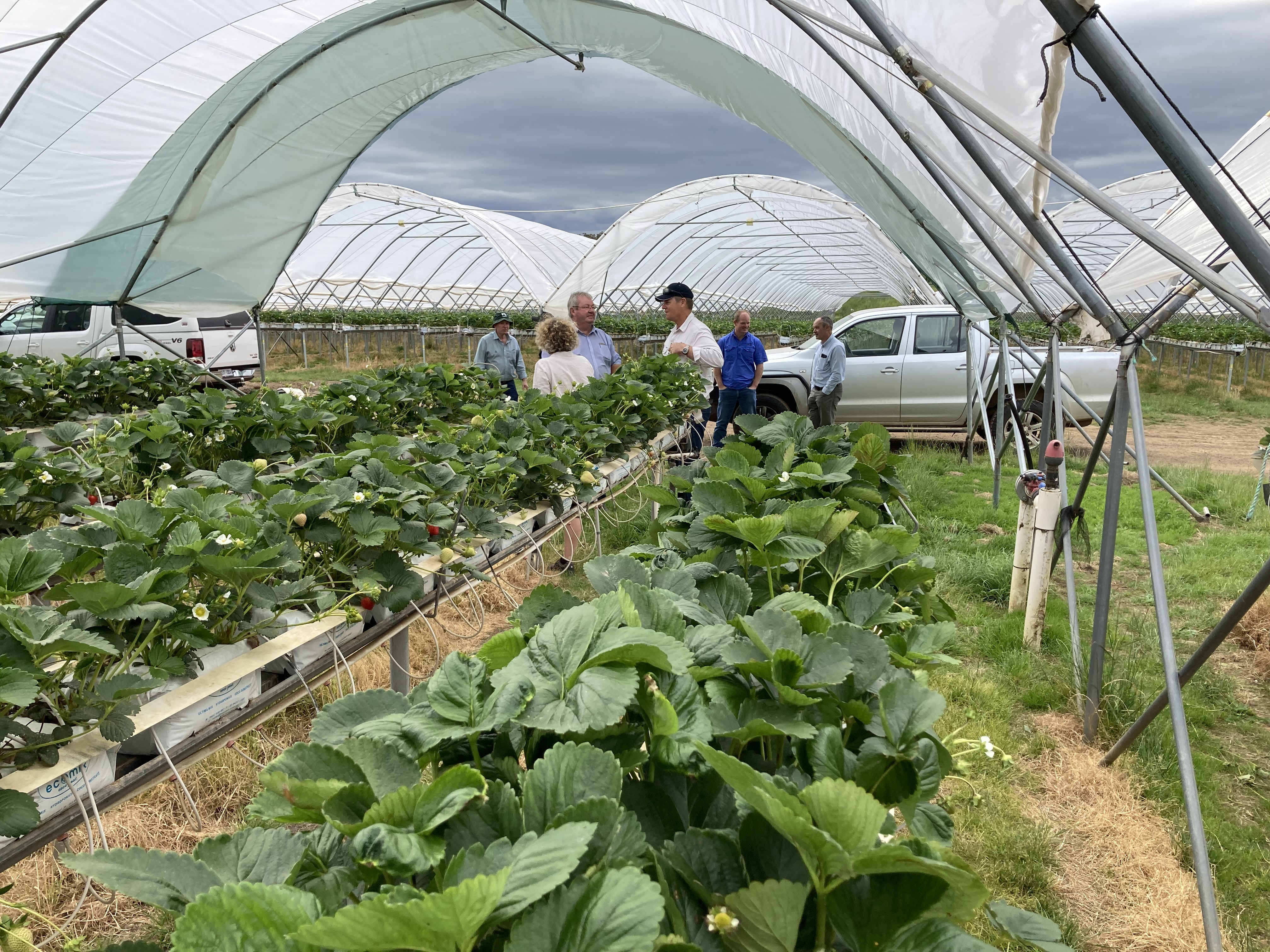 Berried in Tas ASBP field day