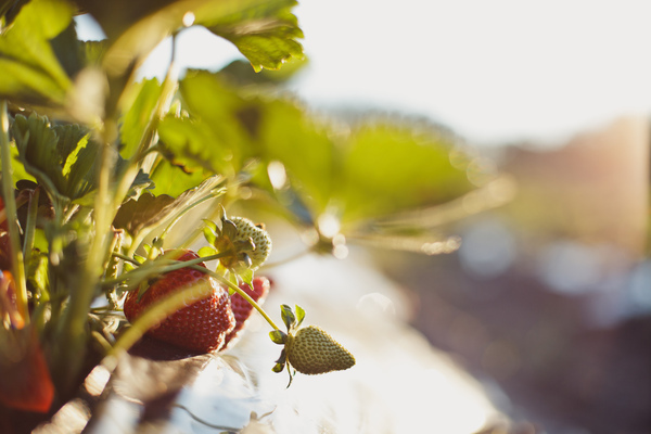 strawberries