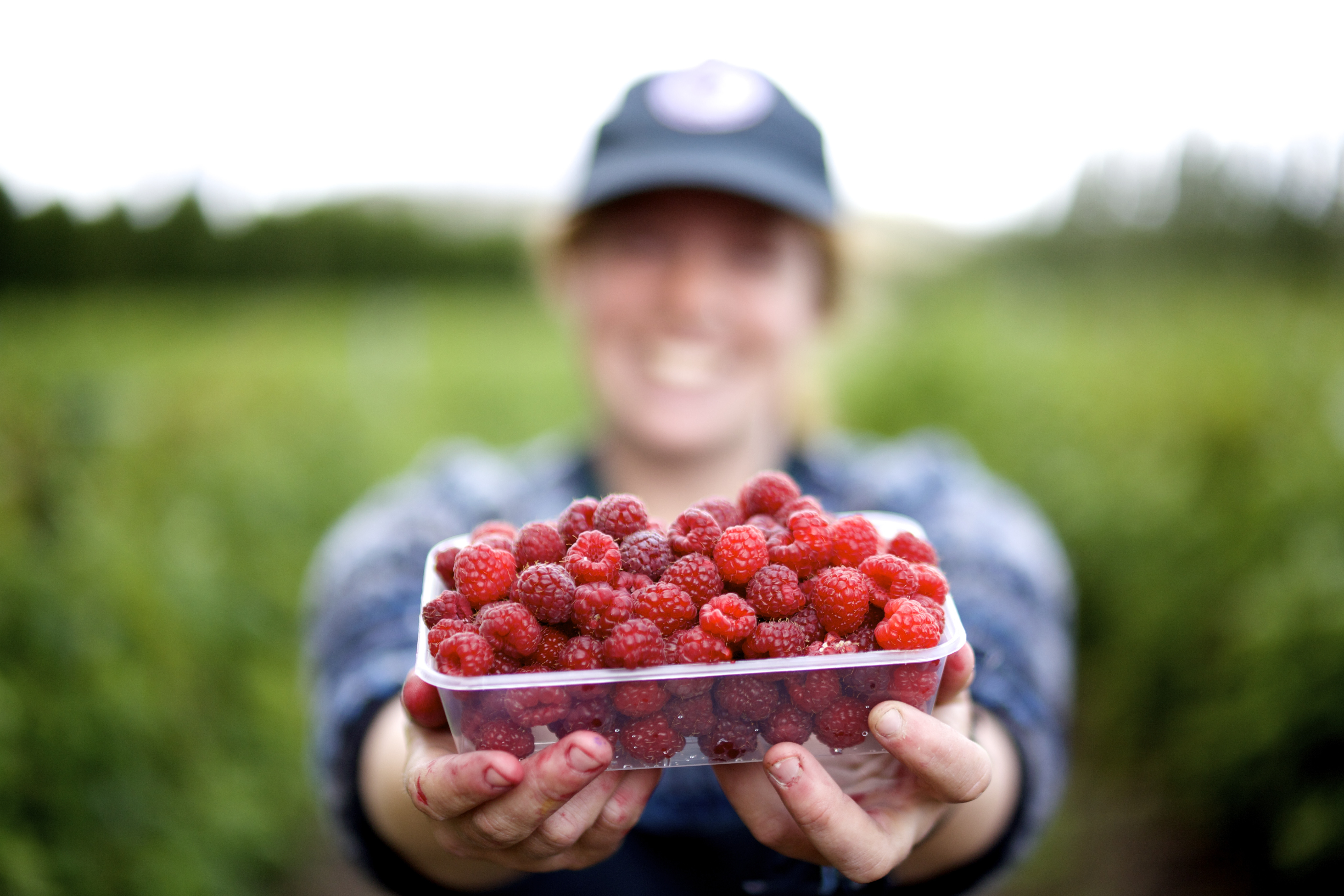 Raspberries 