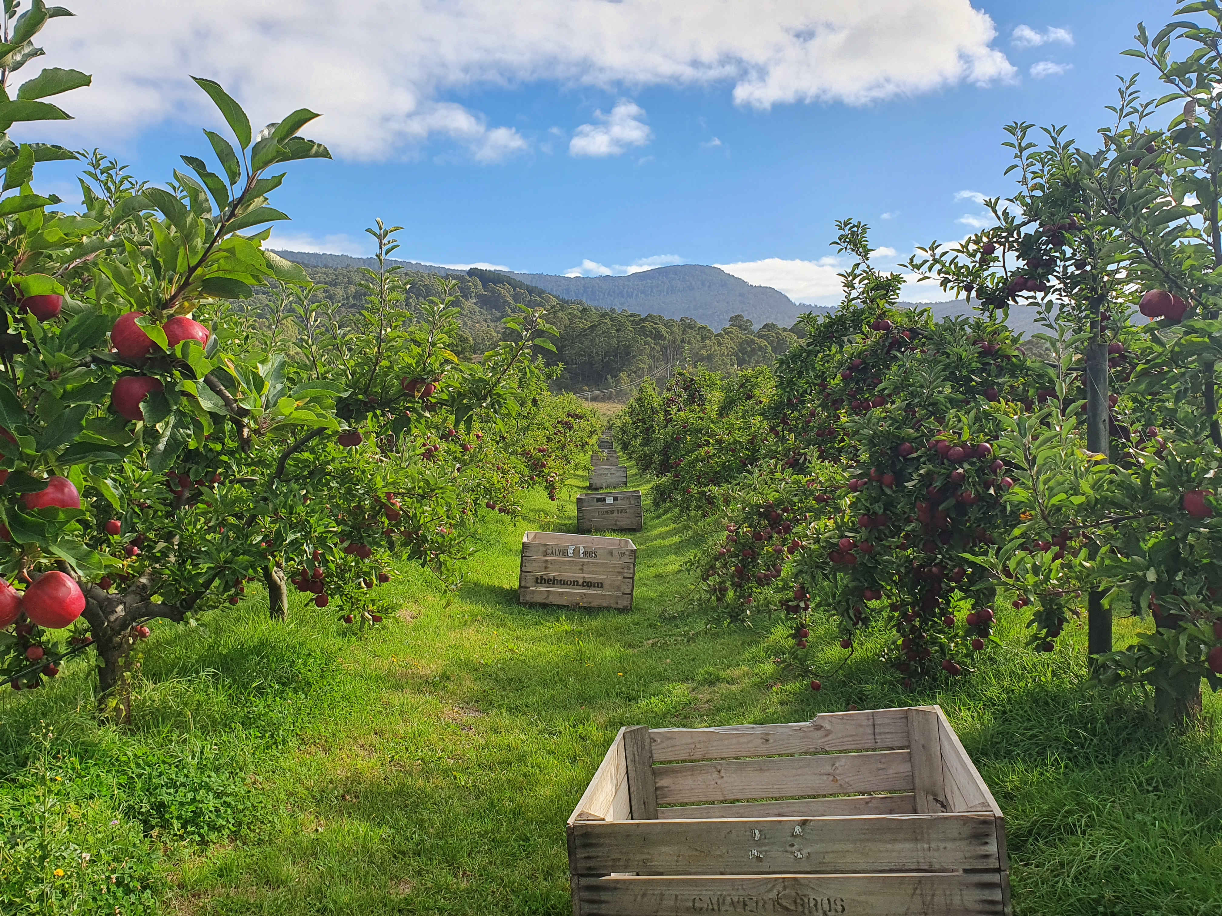 Empty apple bins