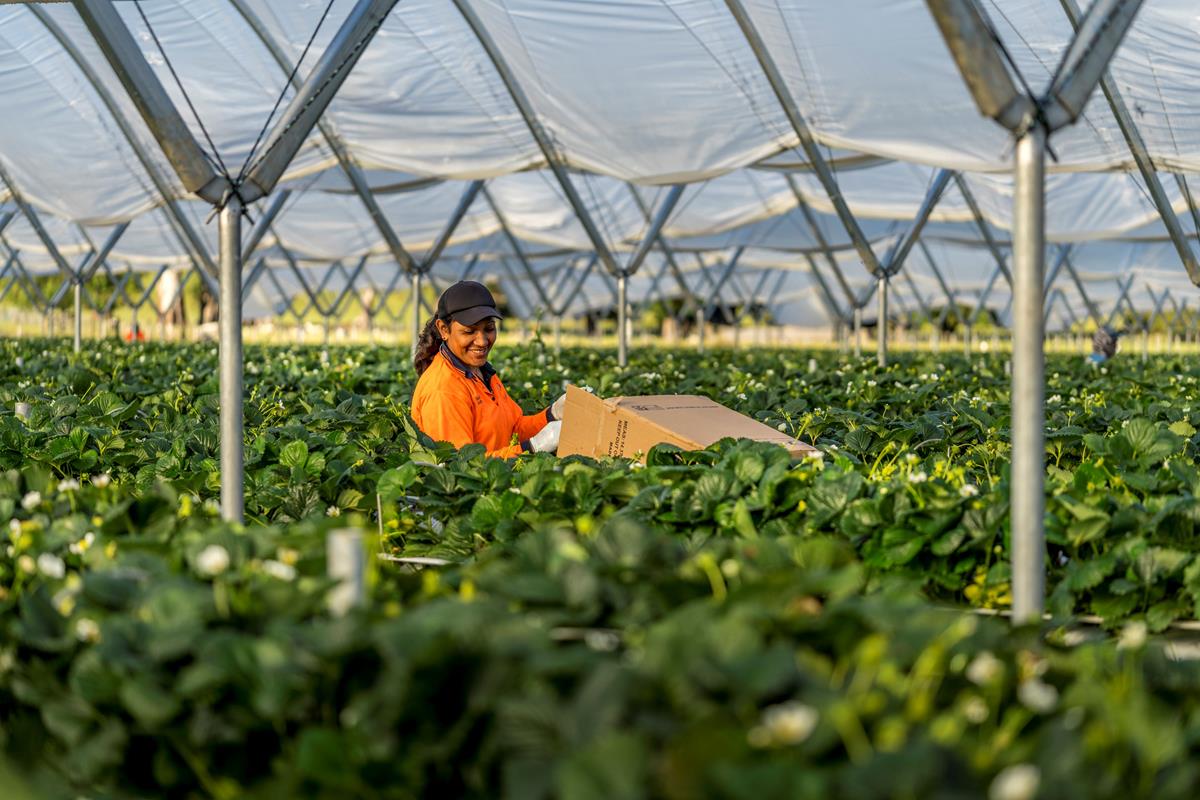 Berry harvest worker