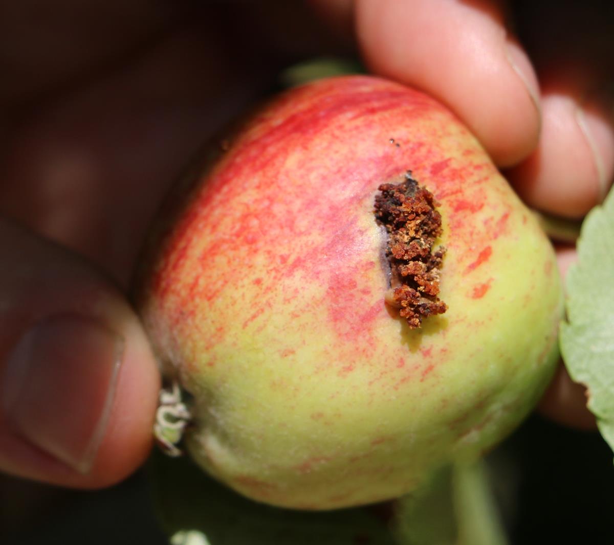 Importance of pest and disease management