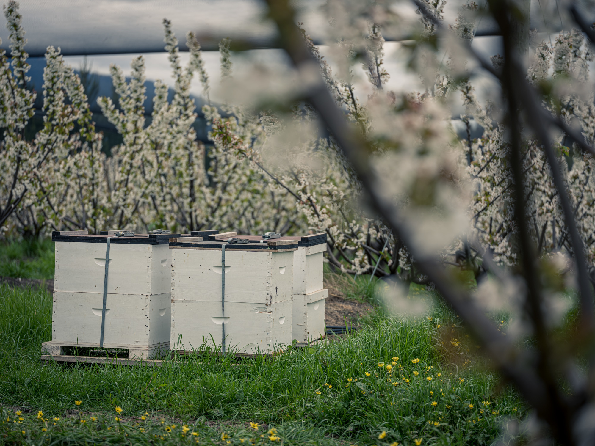 Crop pollination