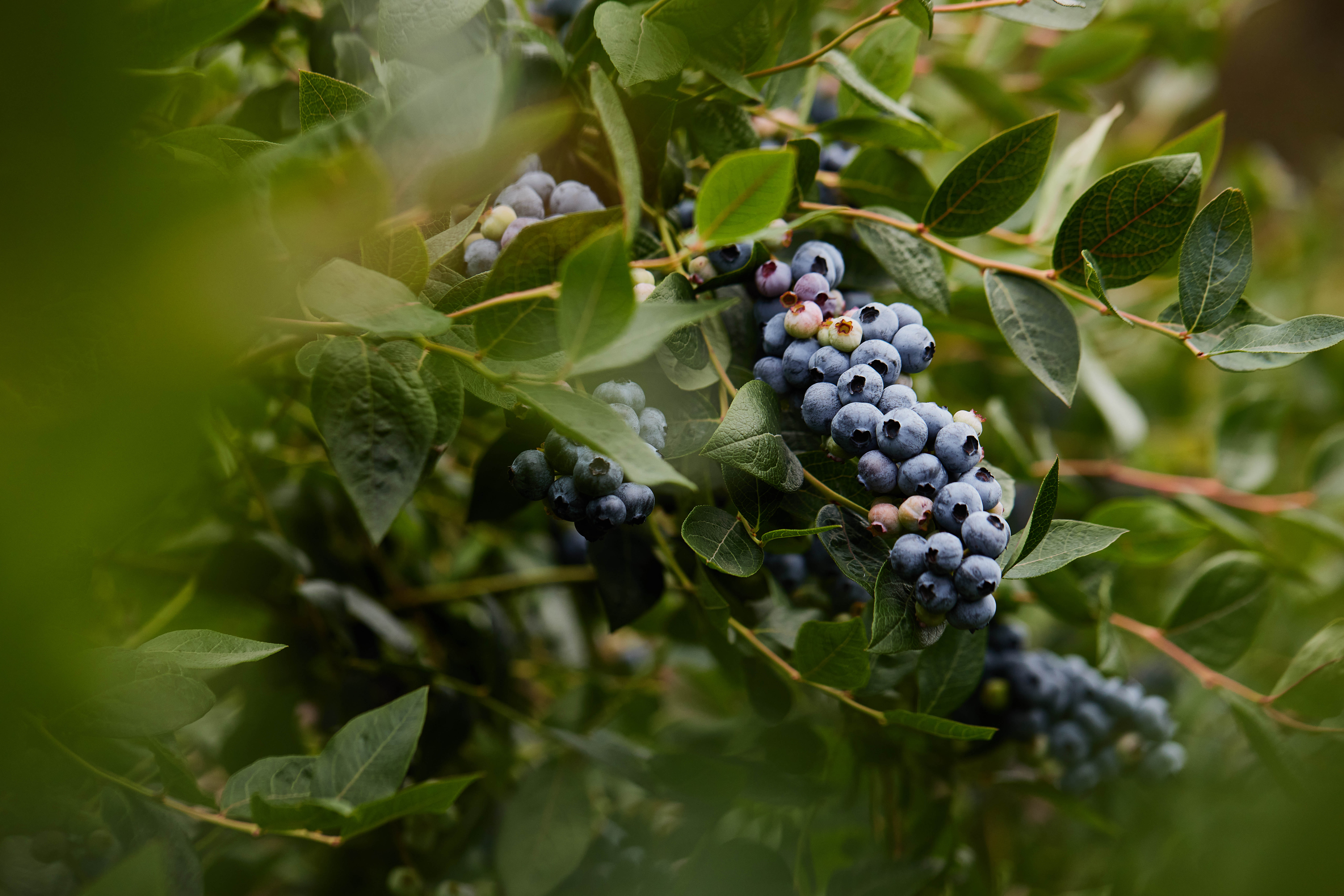 Blueberry Branch