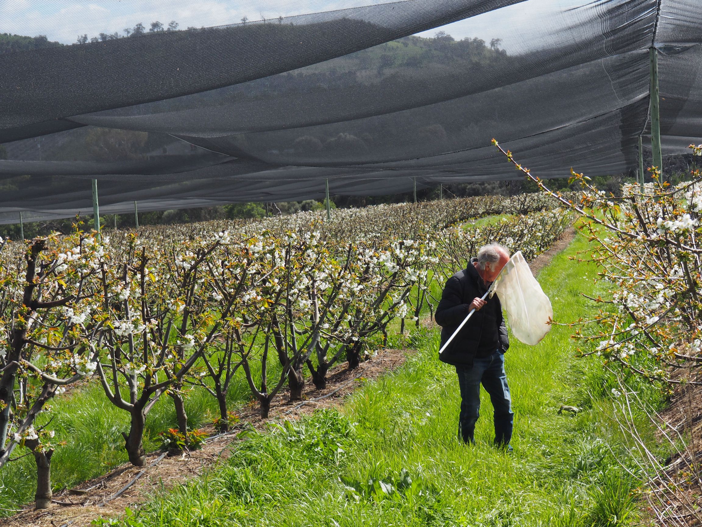 Crop monitoring
