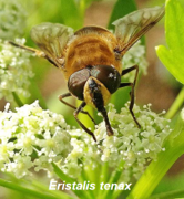 Eristralia tenax pollinating 