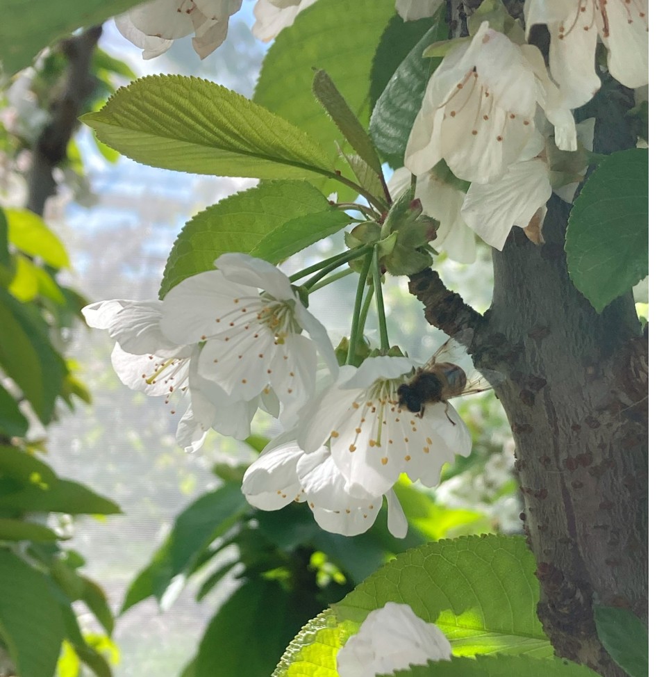 Eristralia tenax pollinating