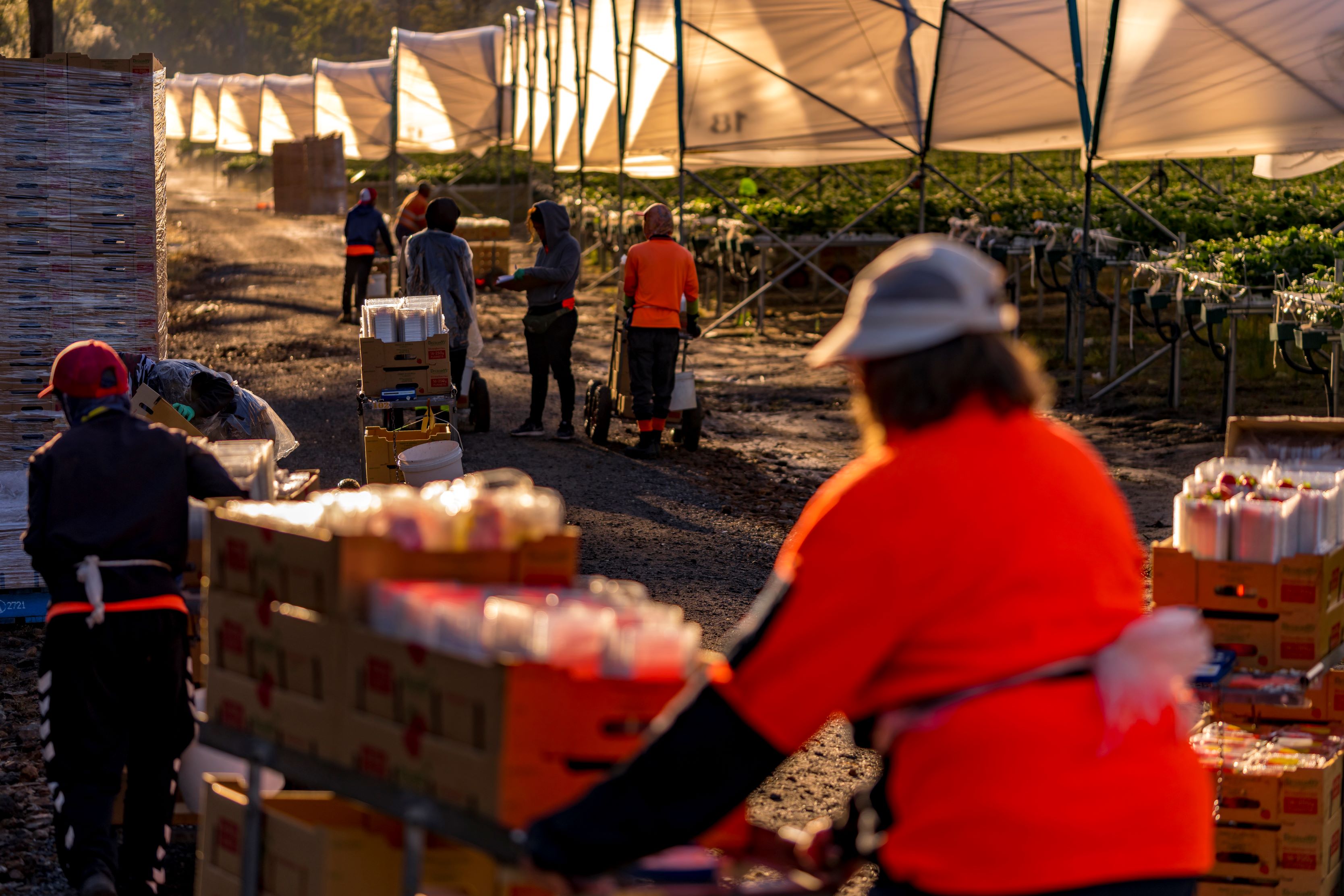 Harvest workers