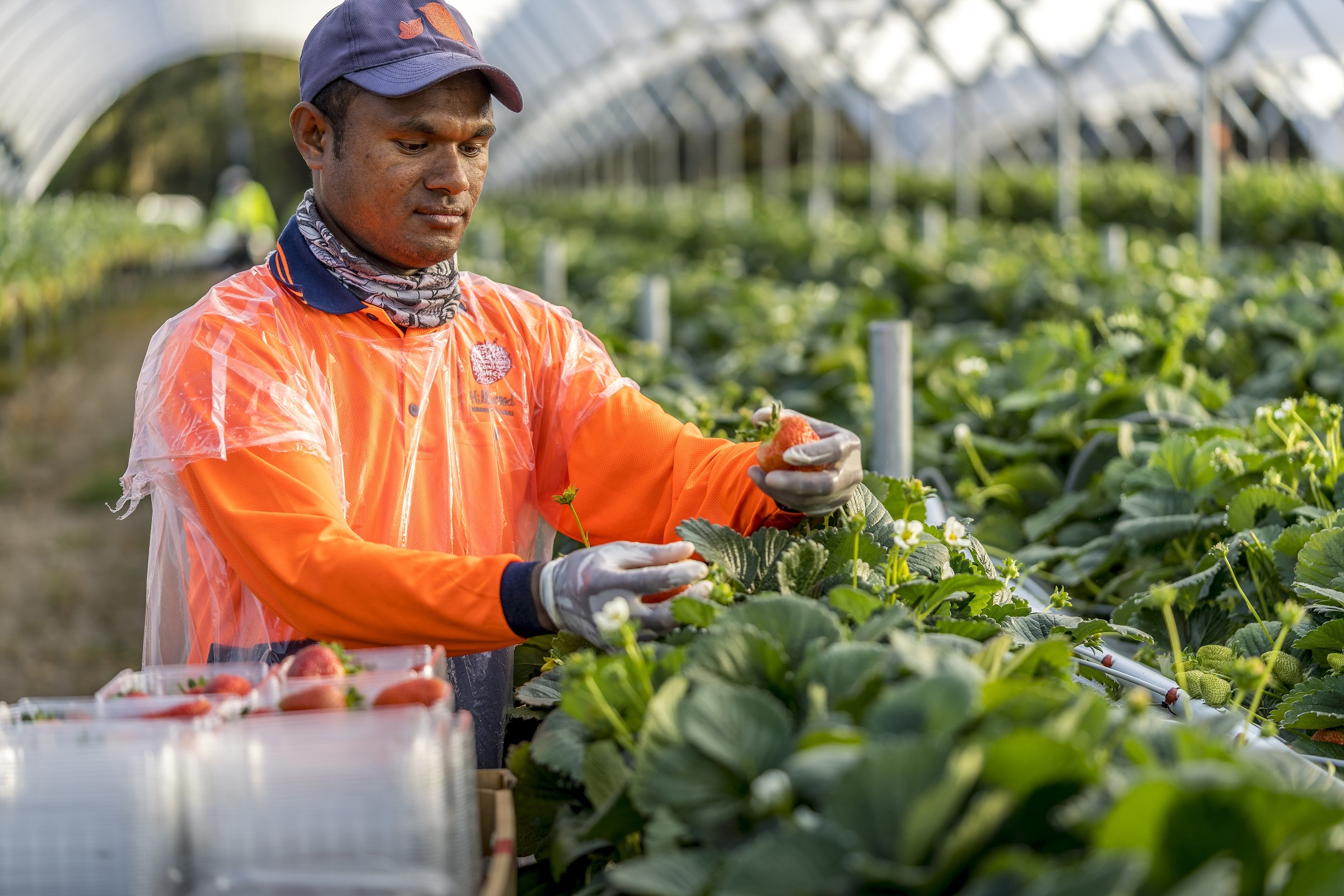 Picking strawberries