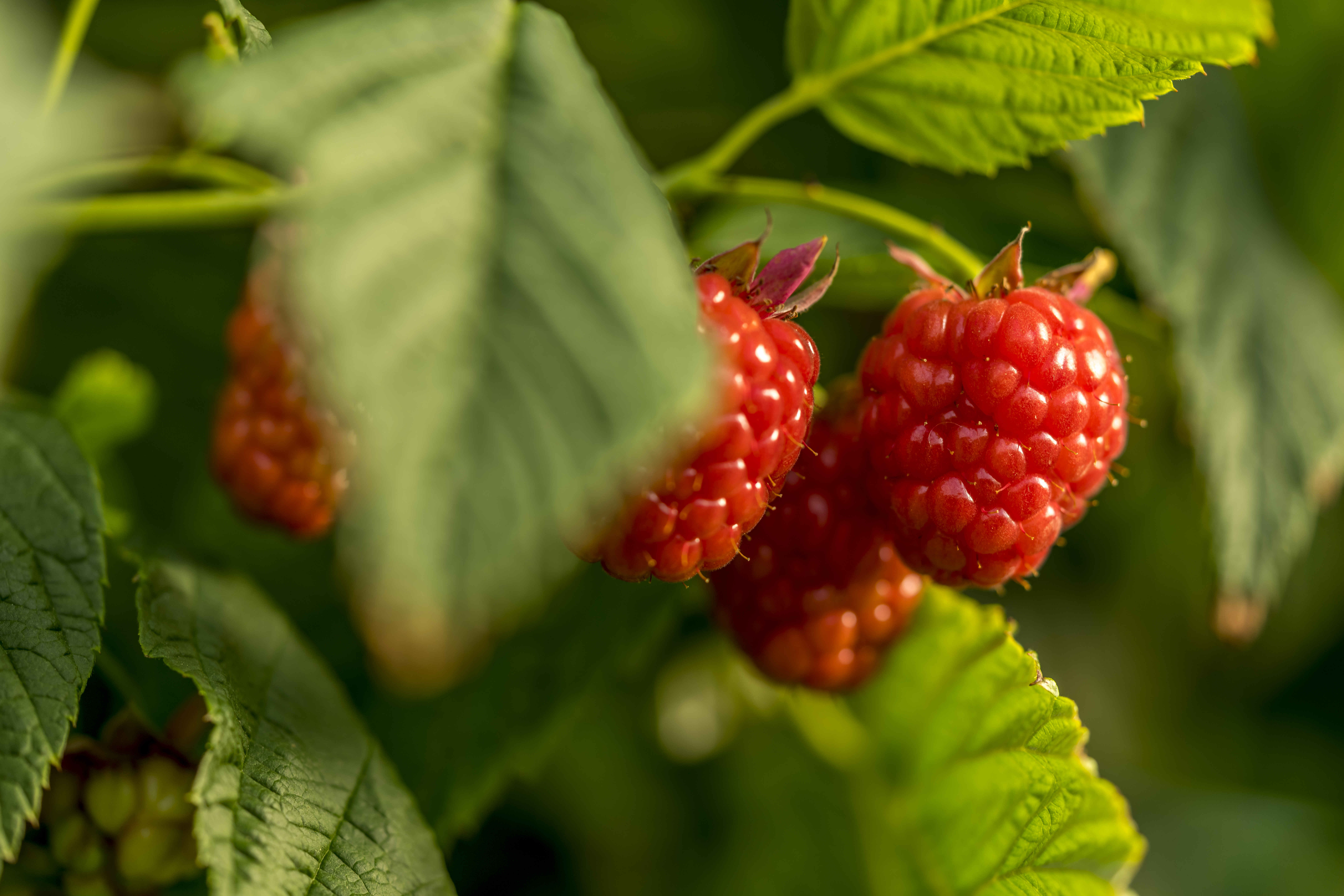 Raspberries
