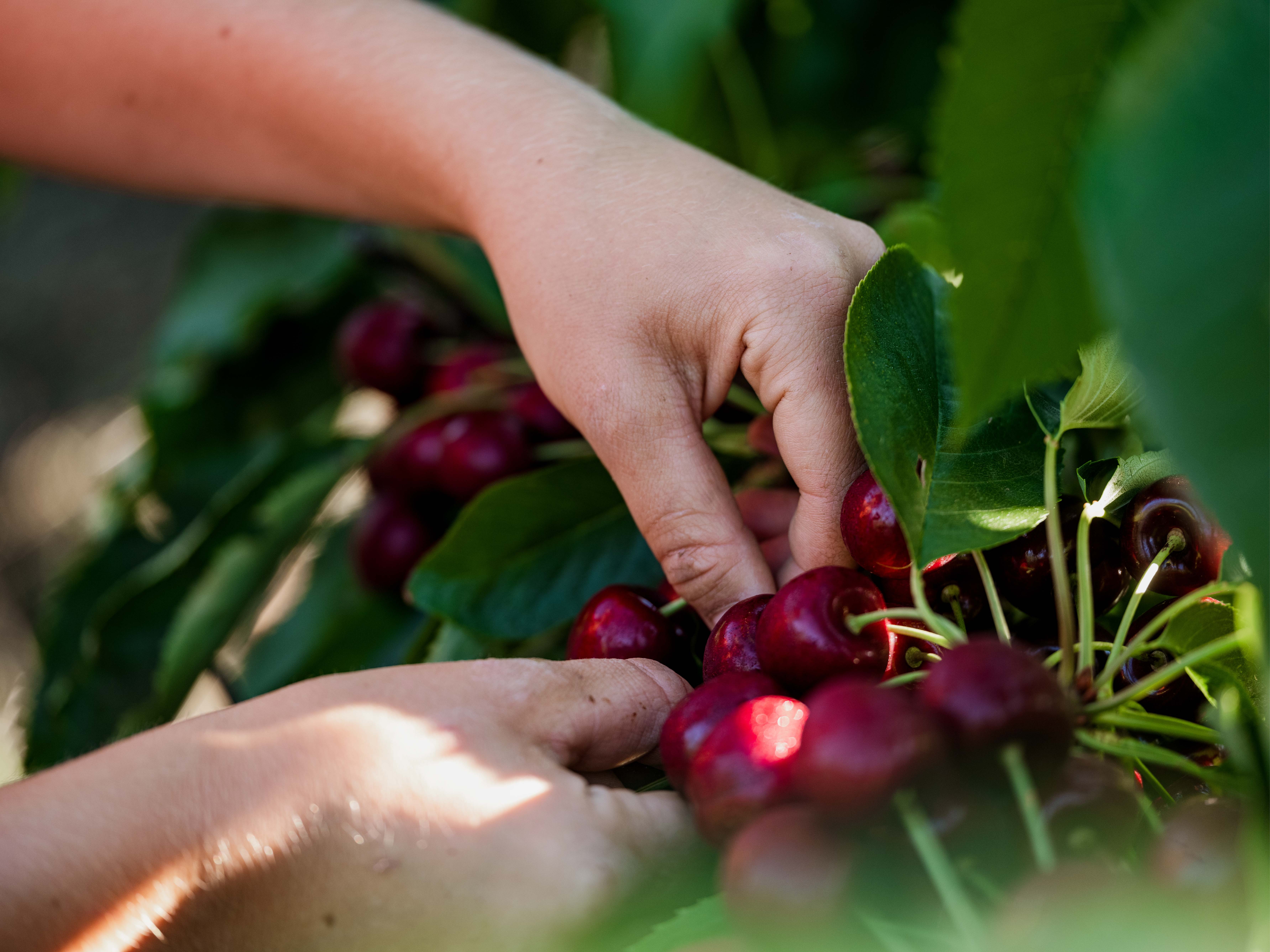 Cherry picking