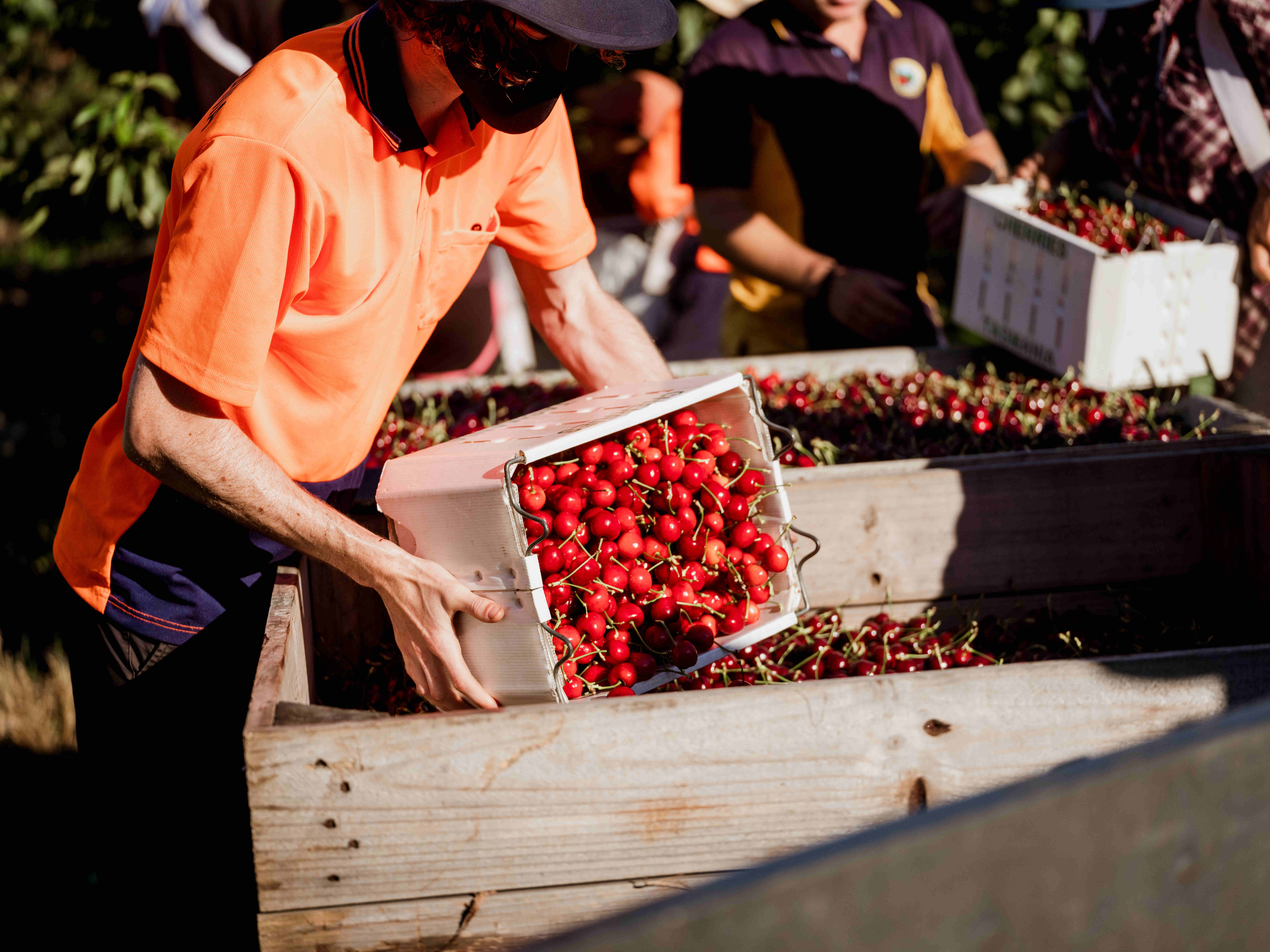 Cherry harvest