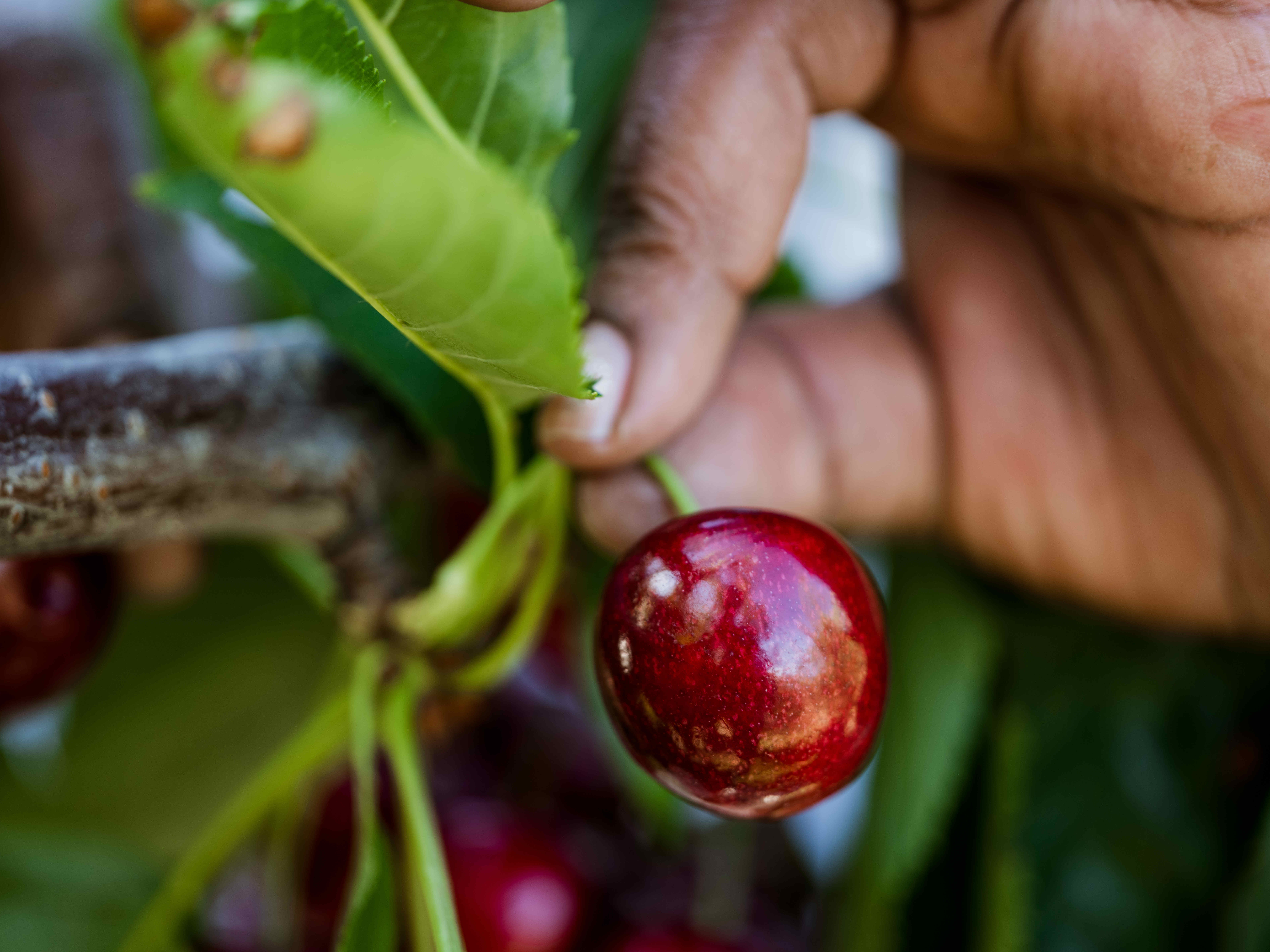 one-cherry-hand