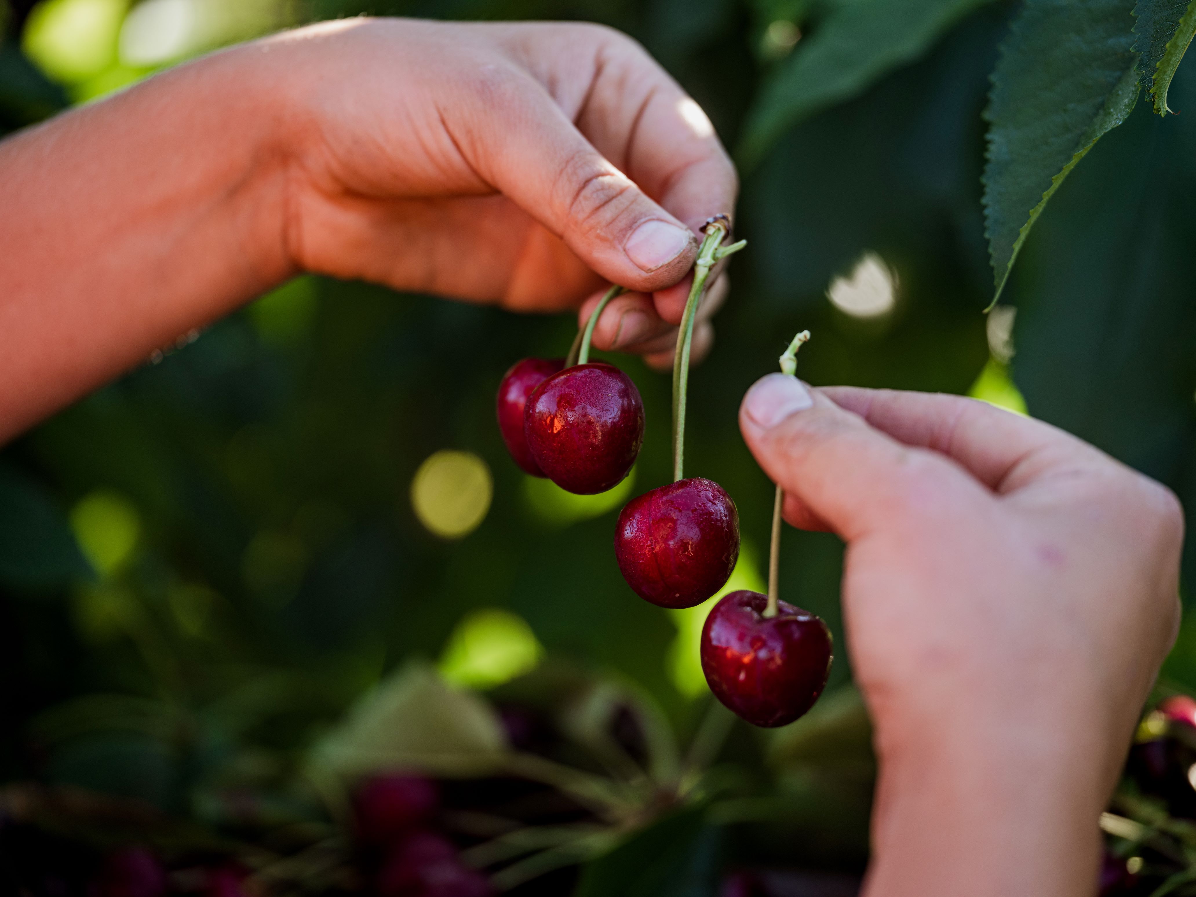 Cherries being picked