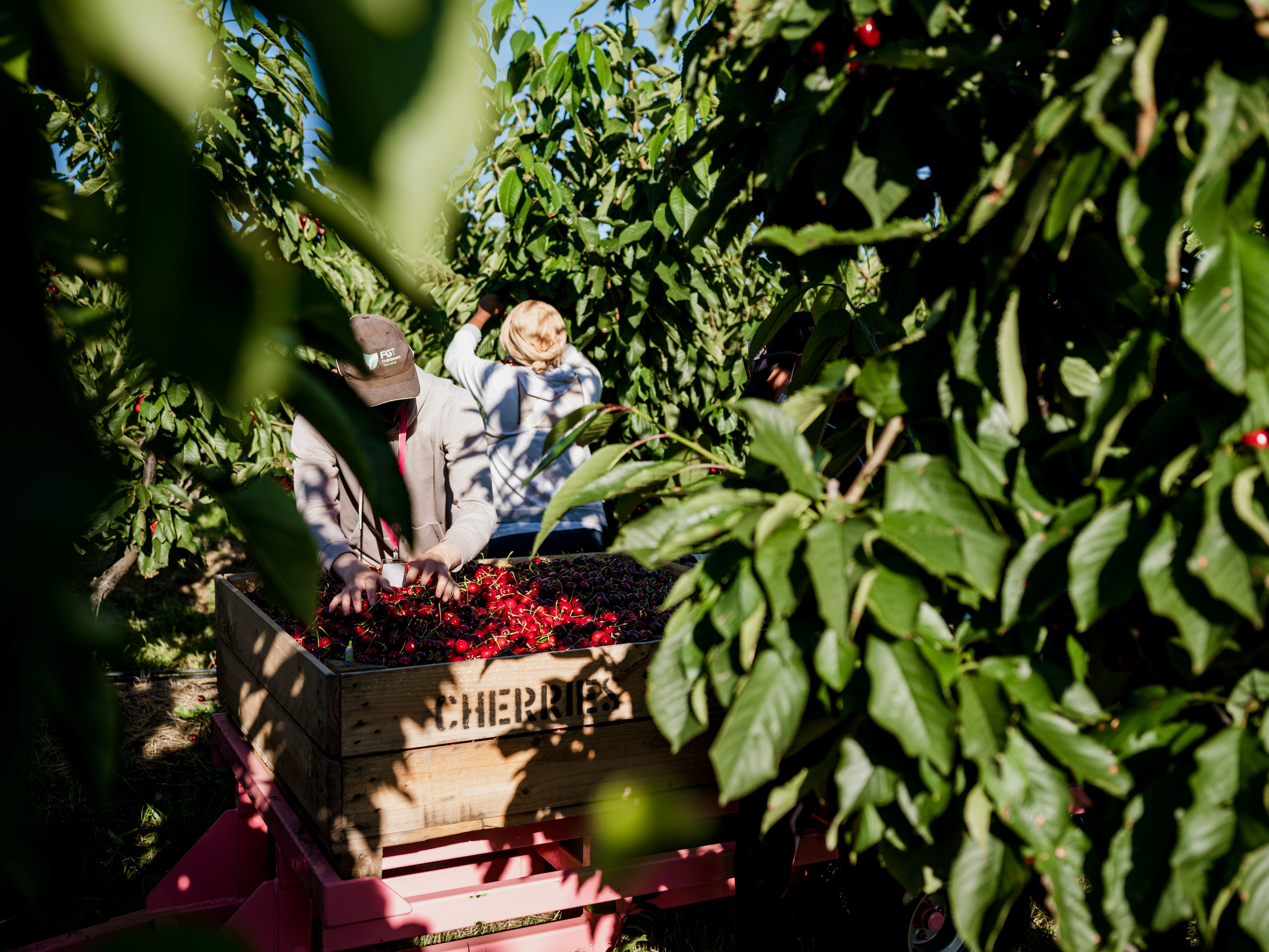 Hansen Cherries