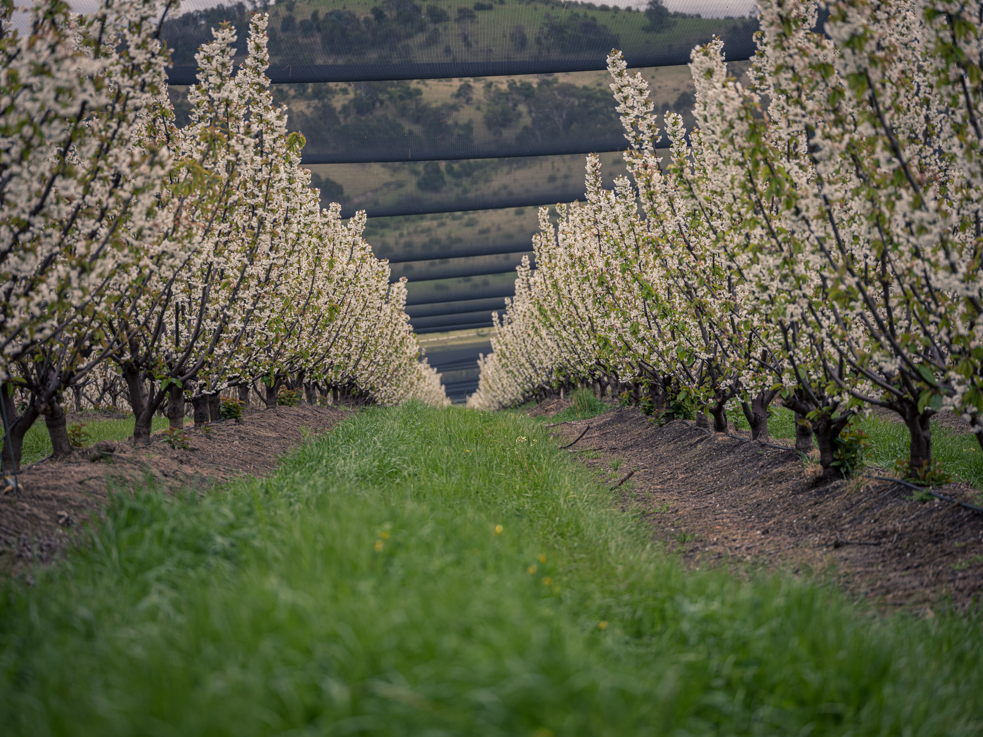 Blossoms 