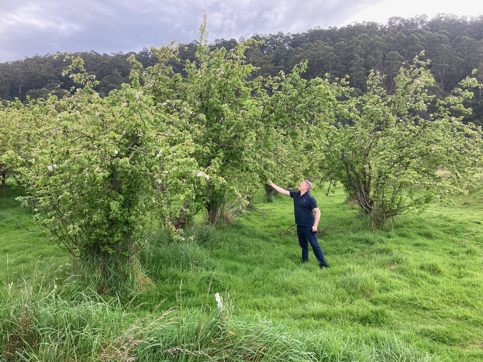 Wild Fruit Trees