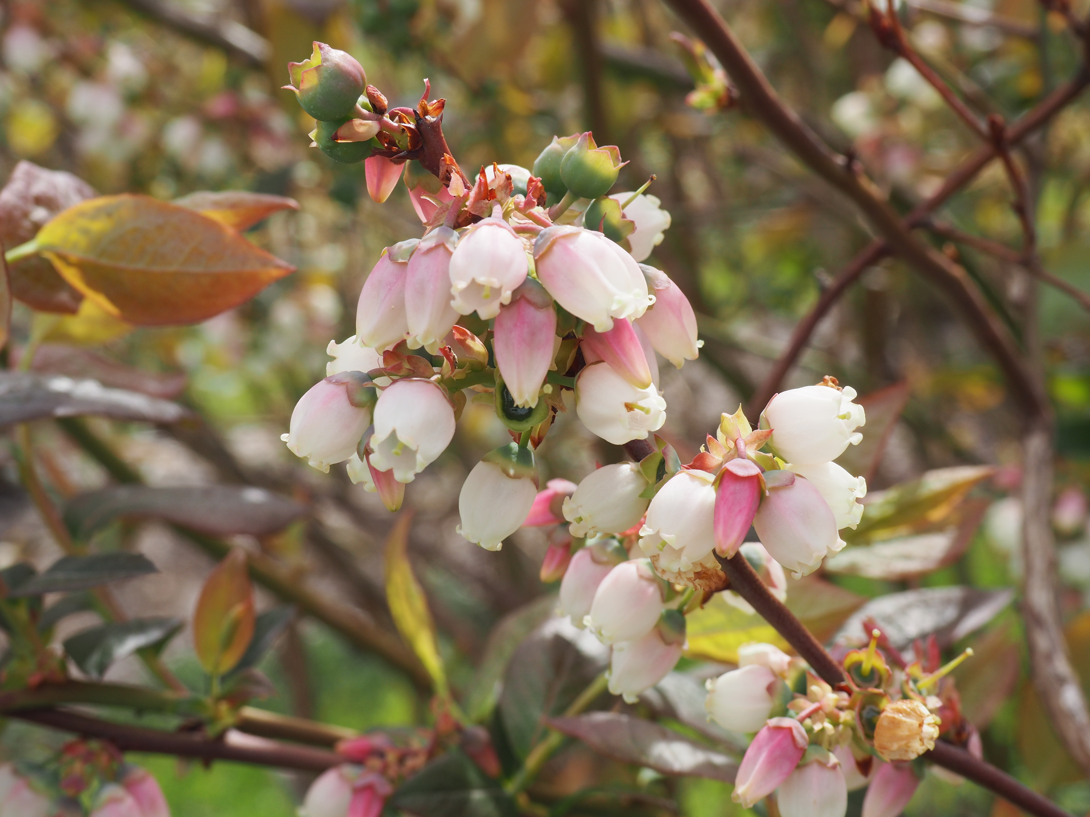 Blueberry blossom