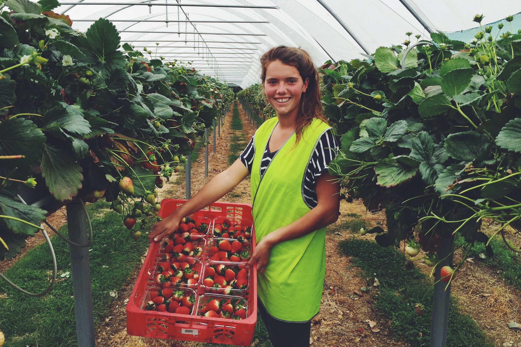 Labour Fruit Growers Tasmania