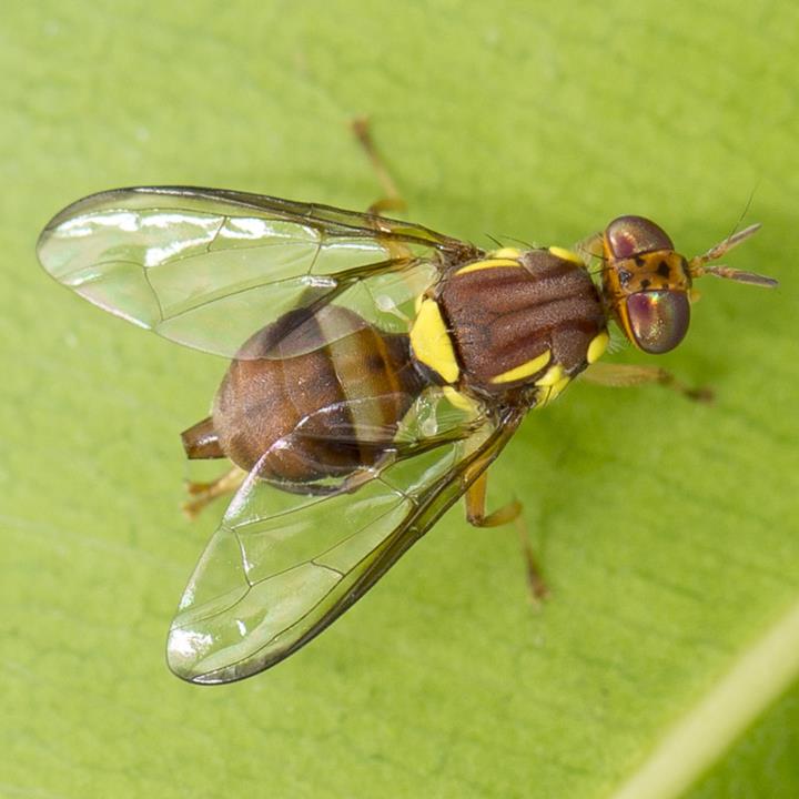 Queensland Fruit Fly