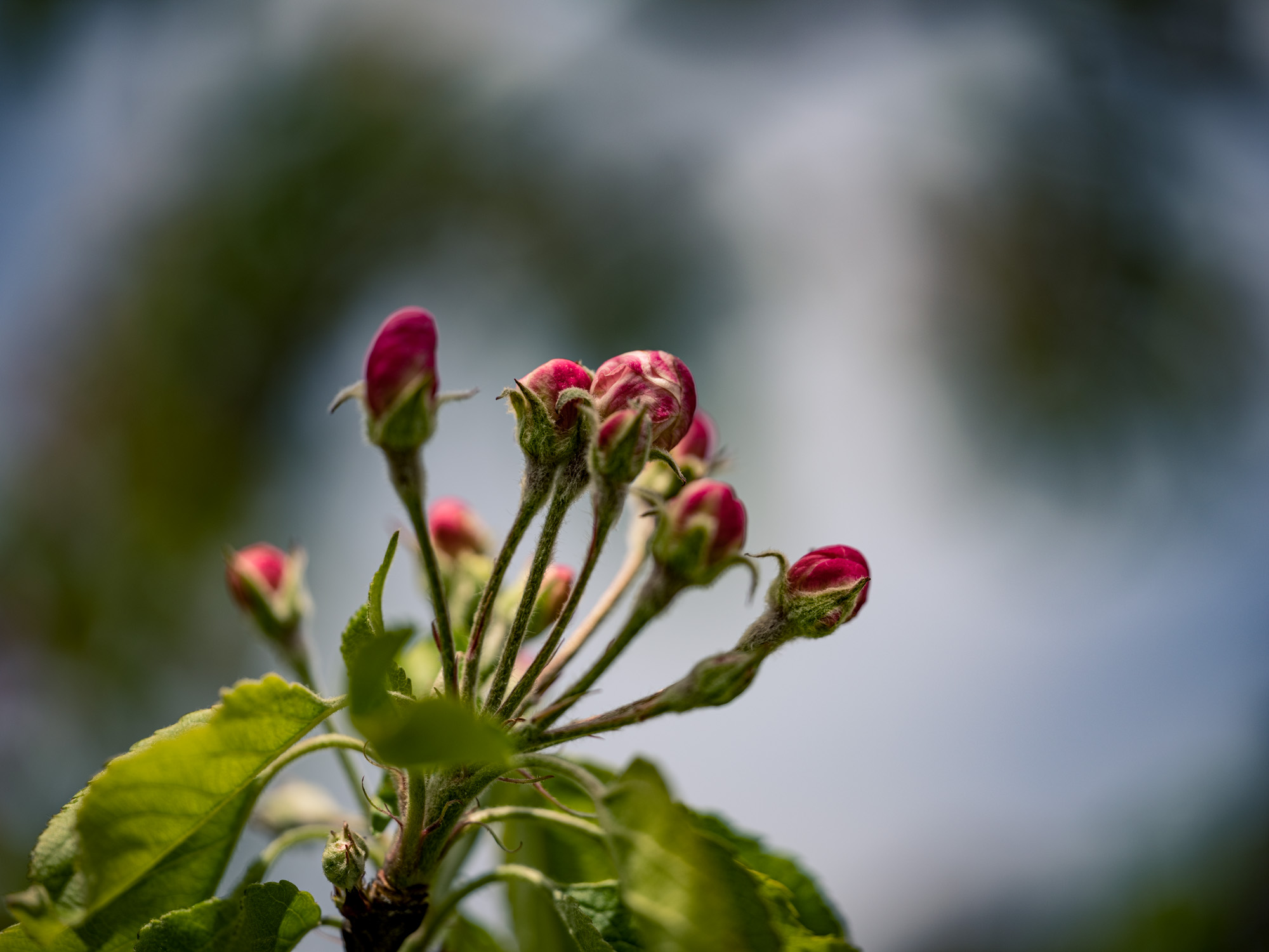 blooms