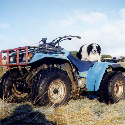Quadbike with sheepdog