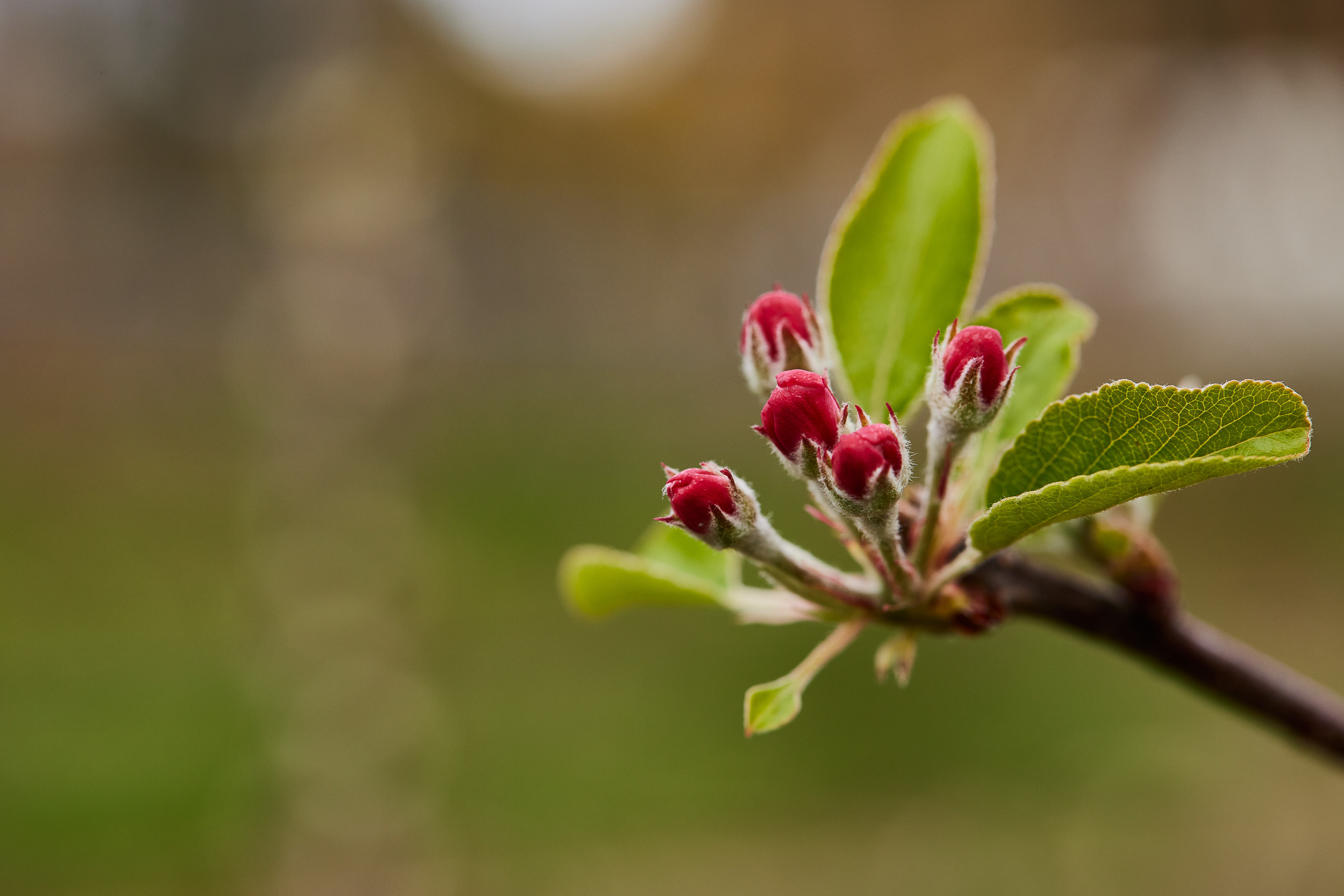 blooms apple