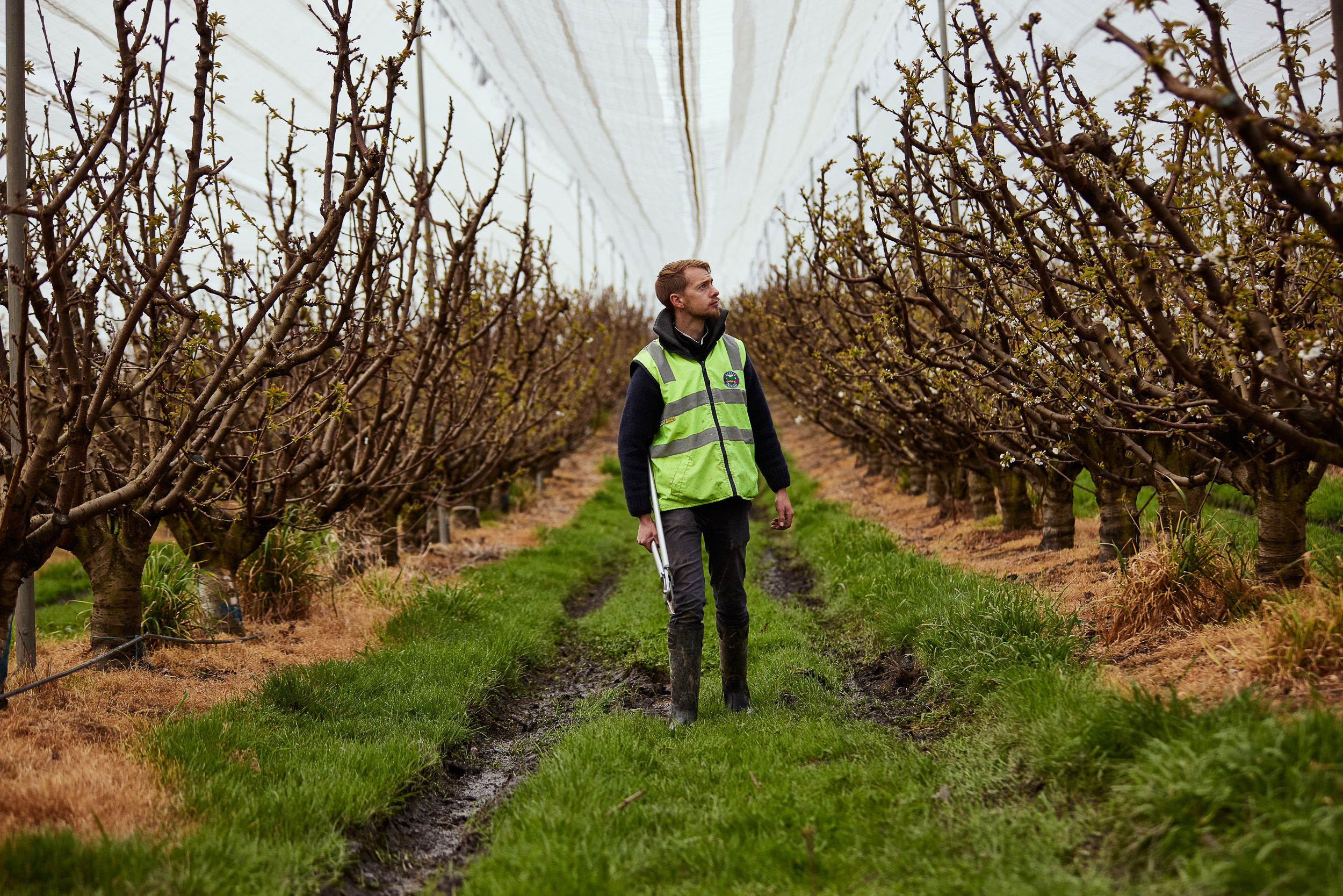 Person with secateurs walking through orchard