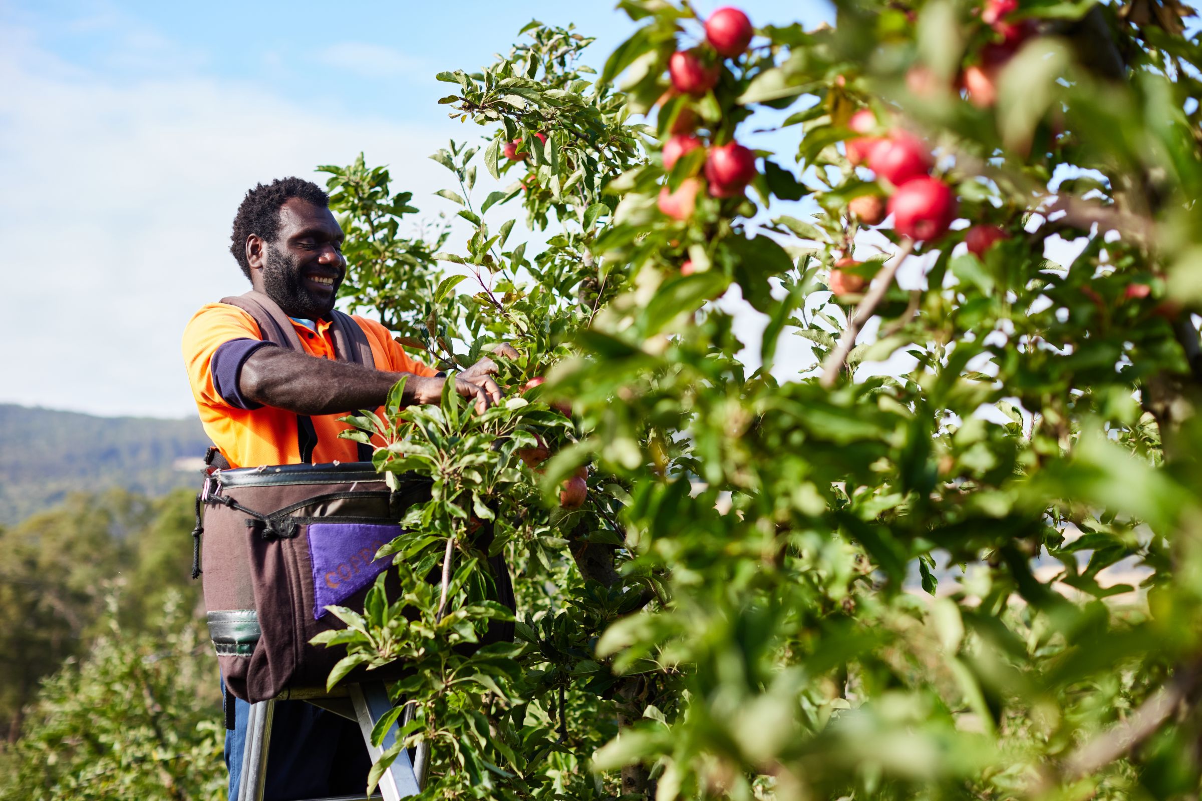 R&R Smith Pacific Island Apple Picker