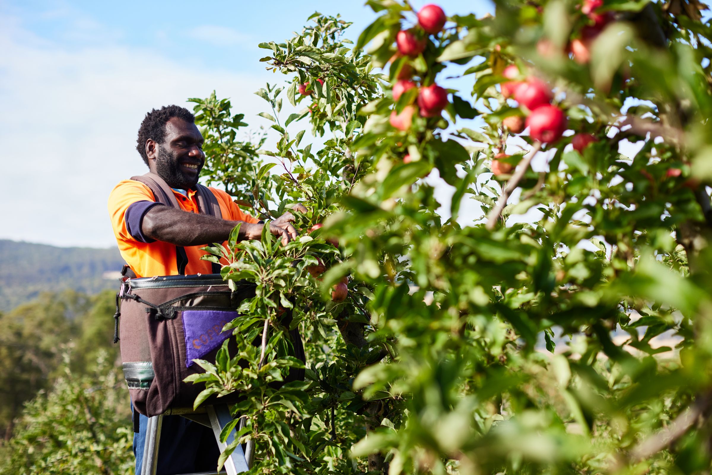 R&R Smith Pacific Island Apple Picker 