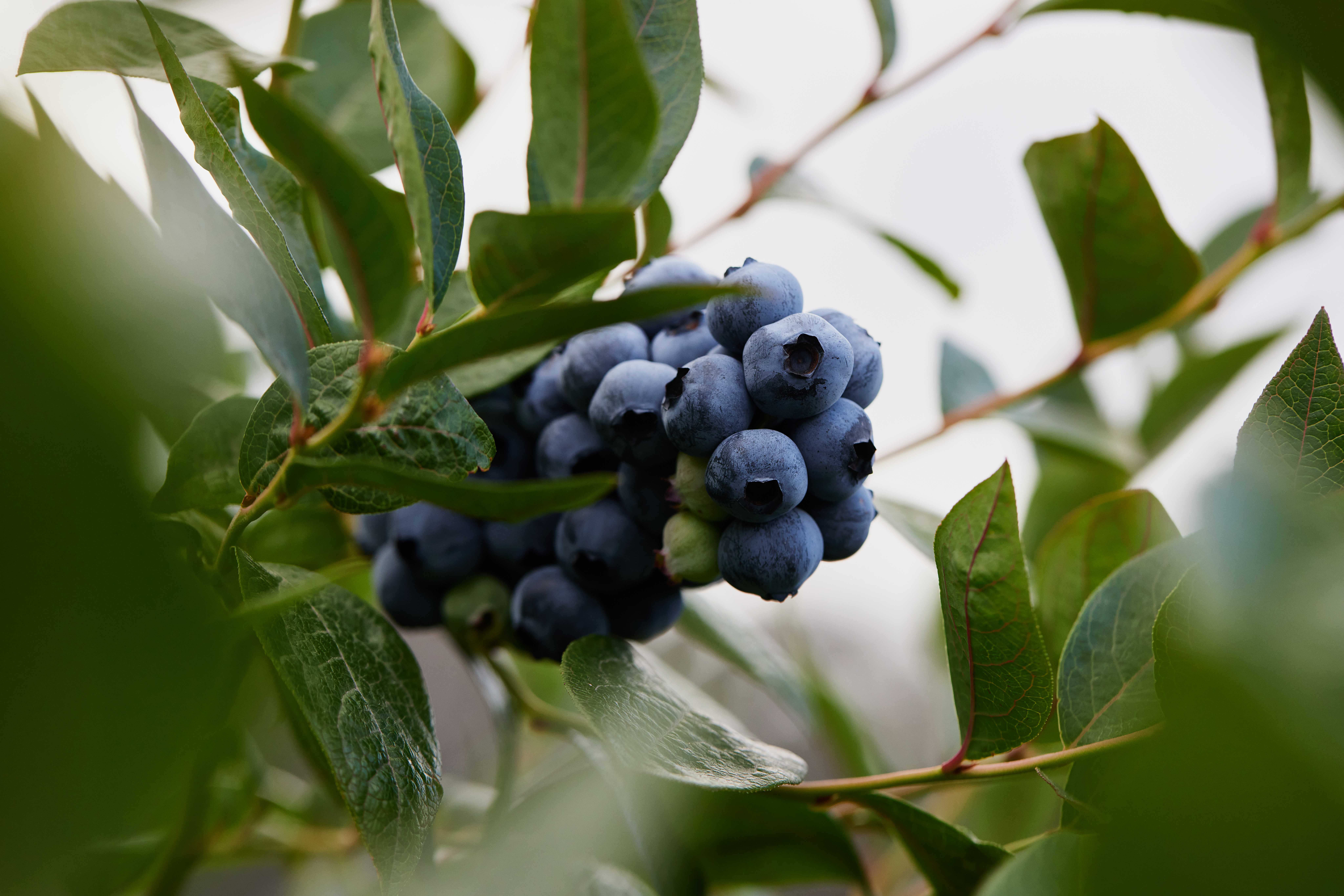 blueberries 2022