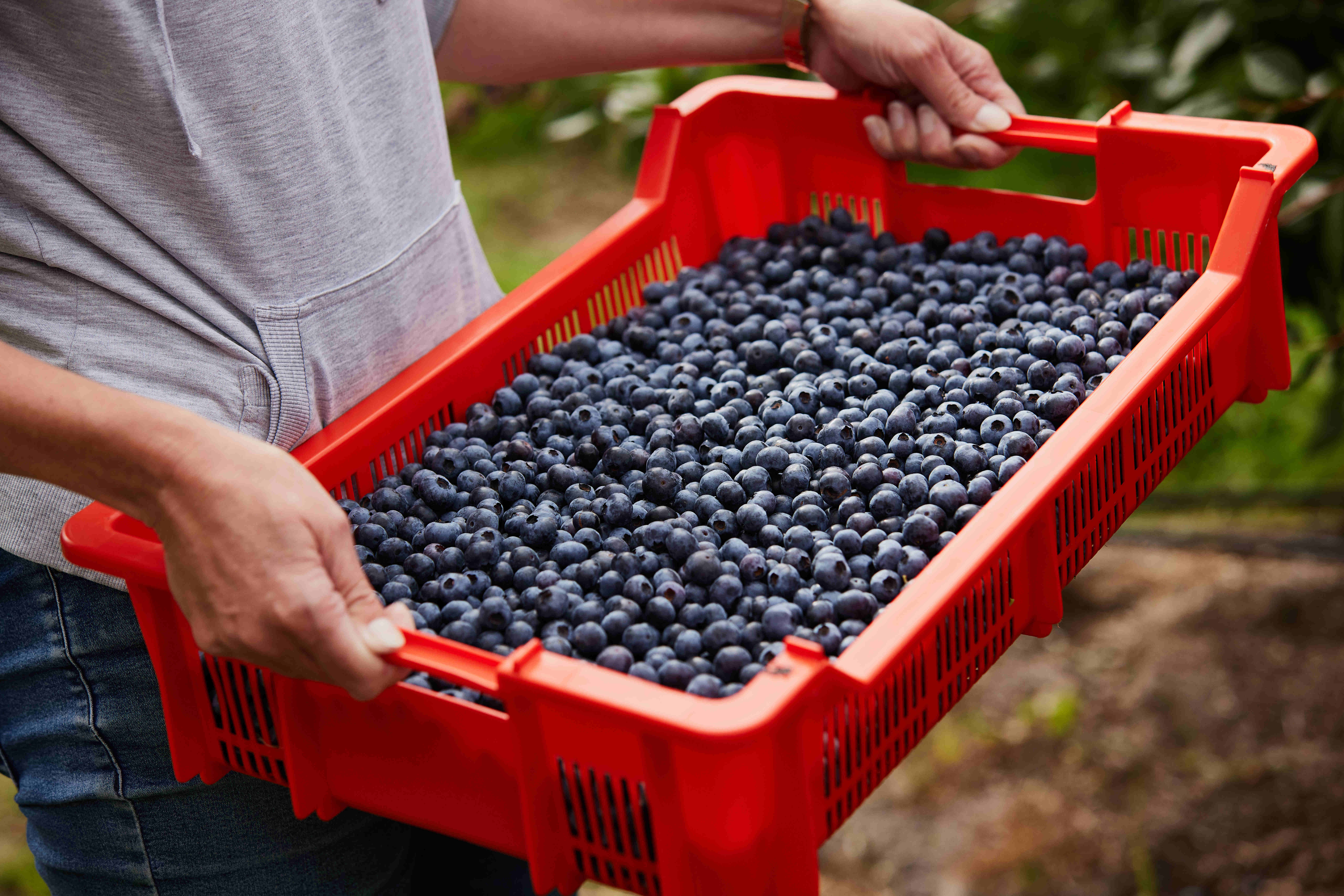 Blueberries