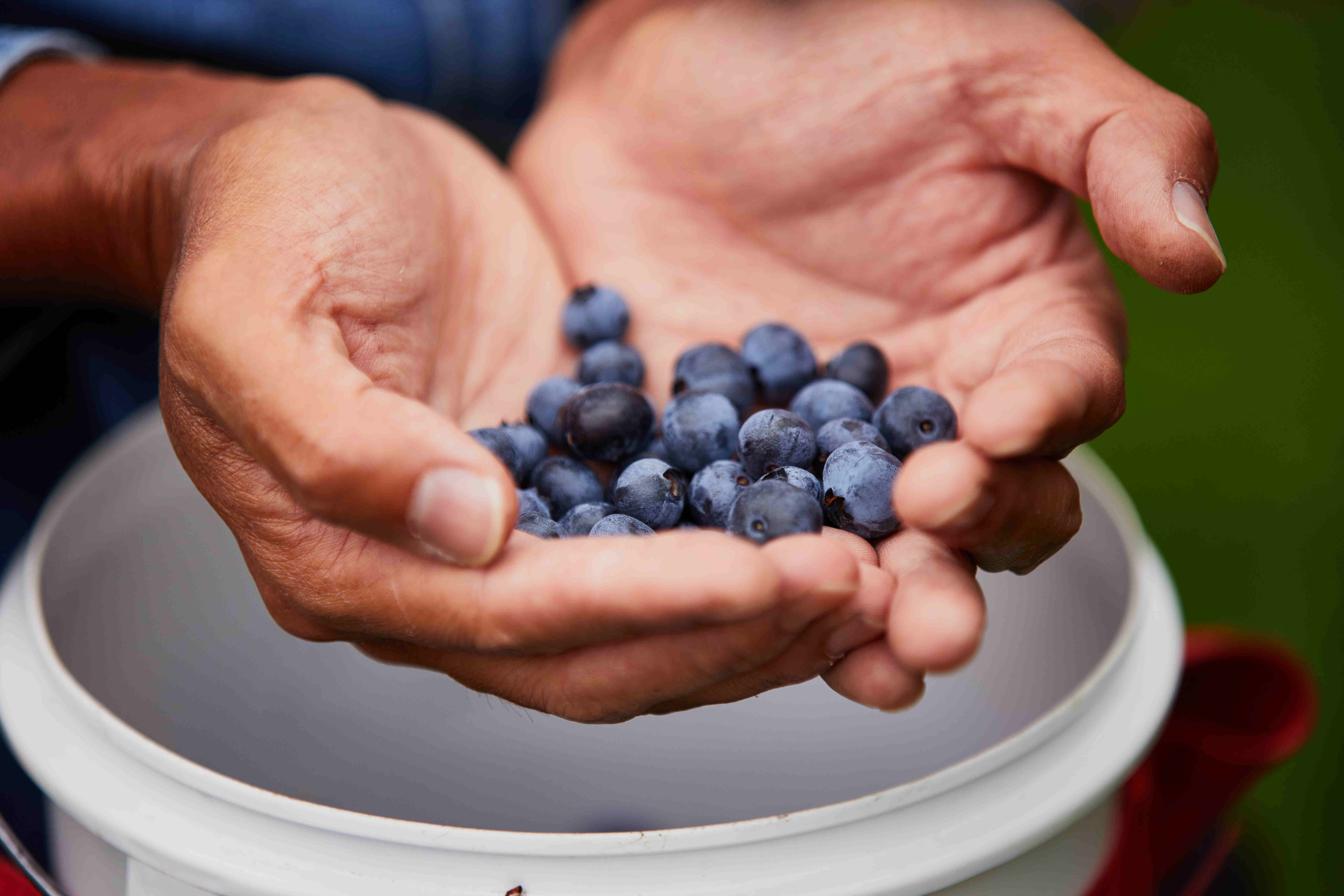 Blueberry hands