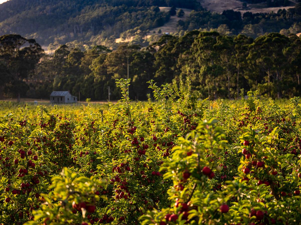 Smiths Orchard