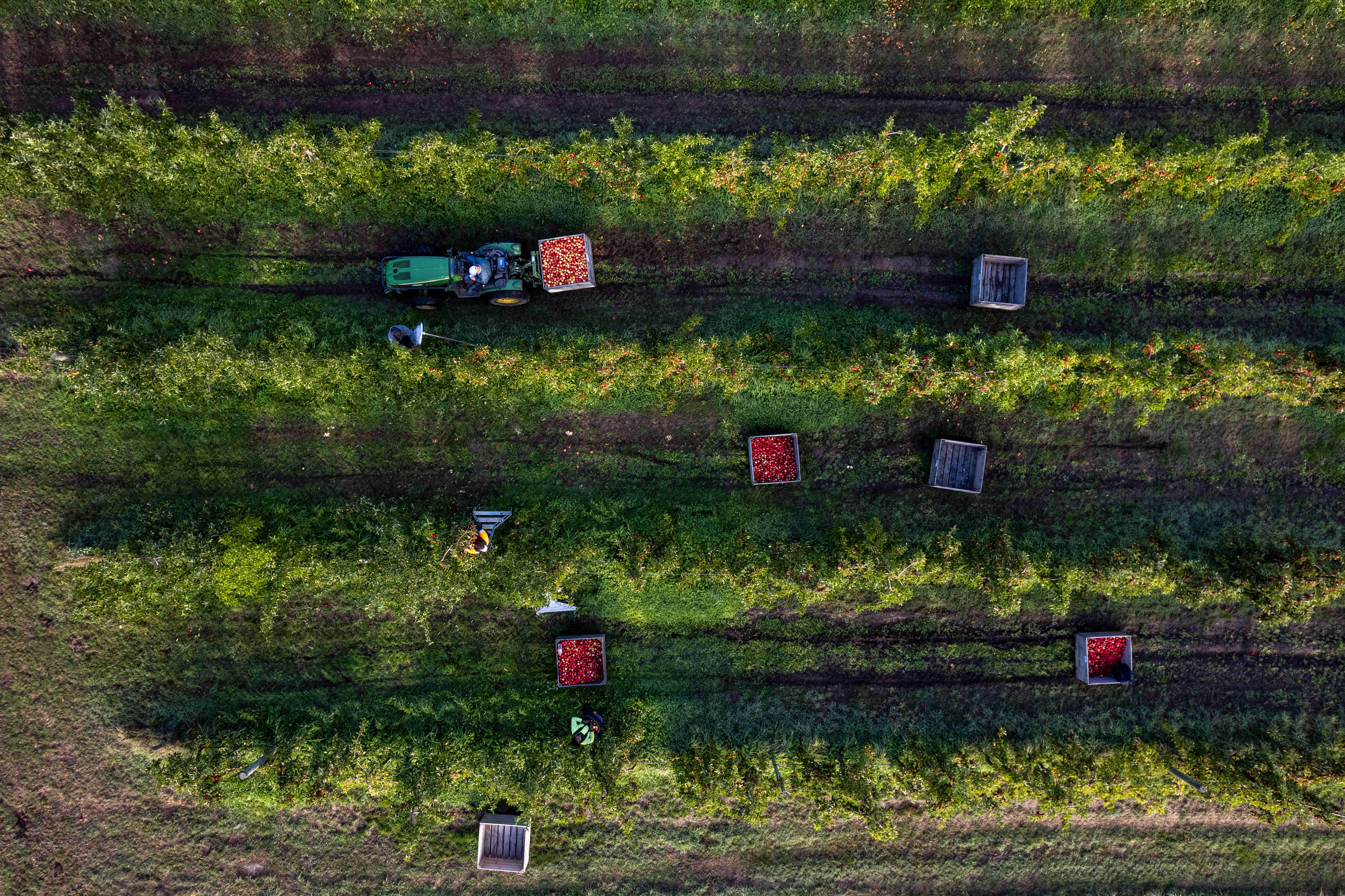 Aerial harvest