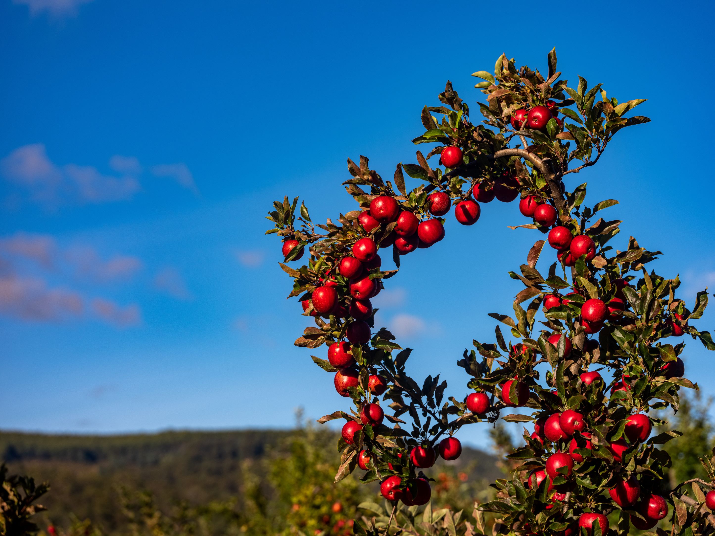 Apple tree and blue sky