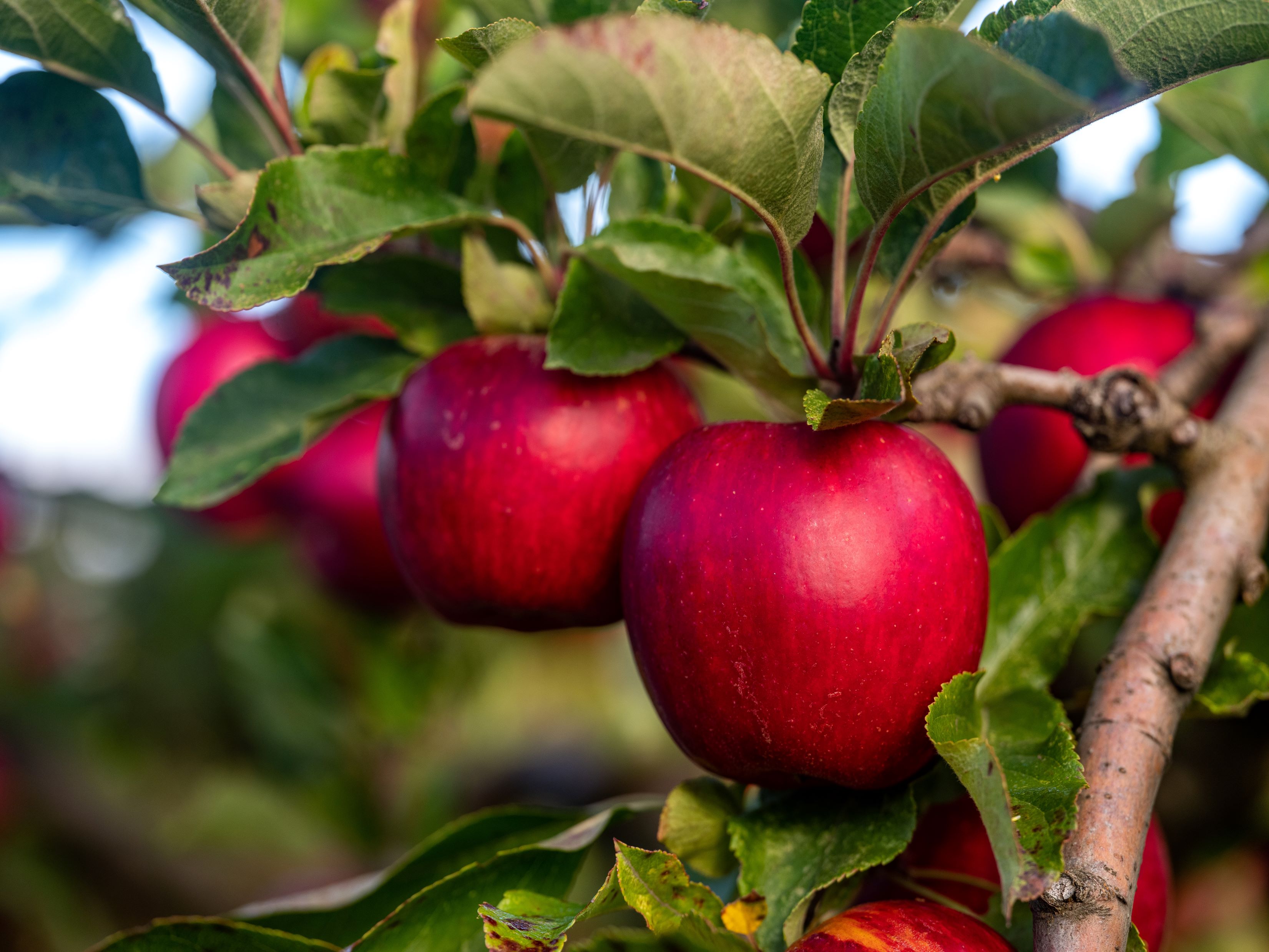 Apples on tree