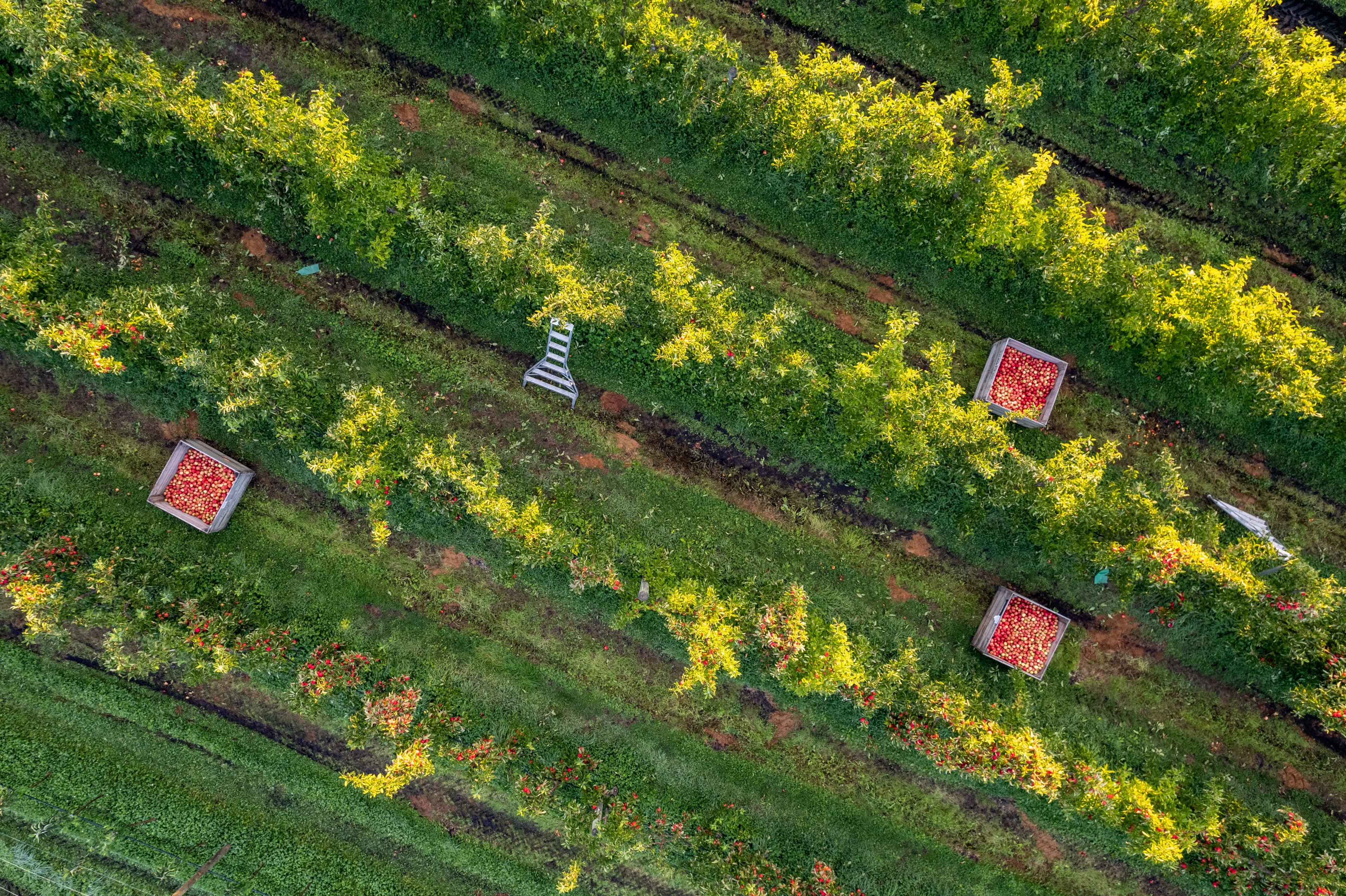 Aerial view of R&R Smith orchard
