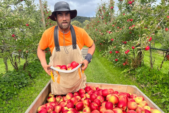 Southern Bliss apples being picked