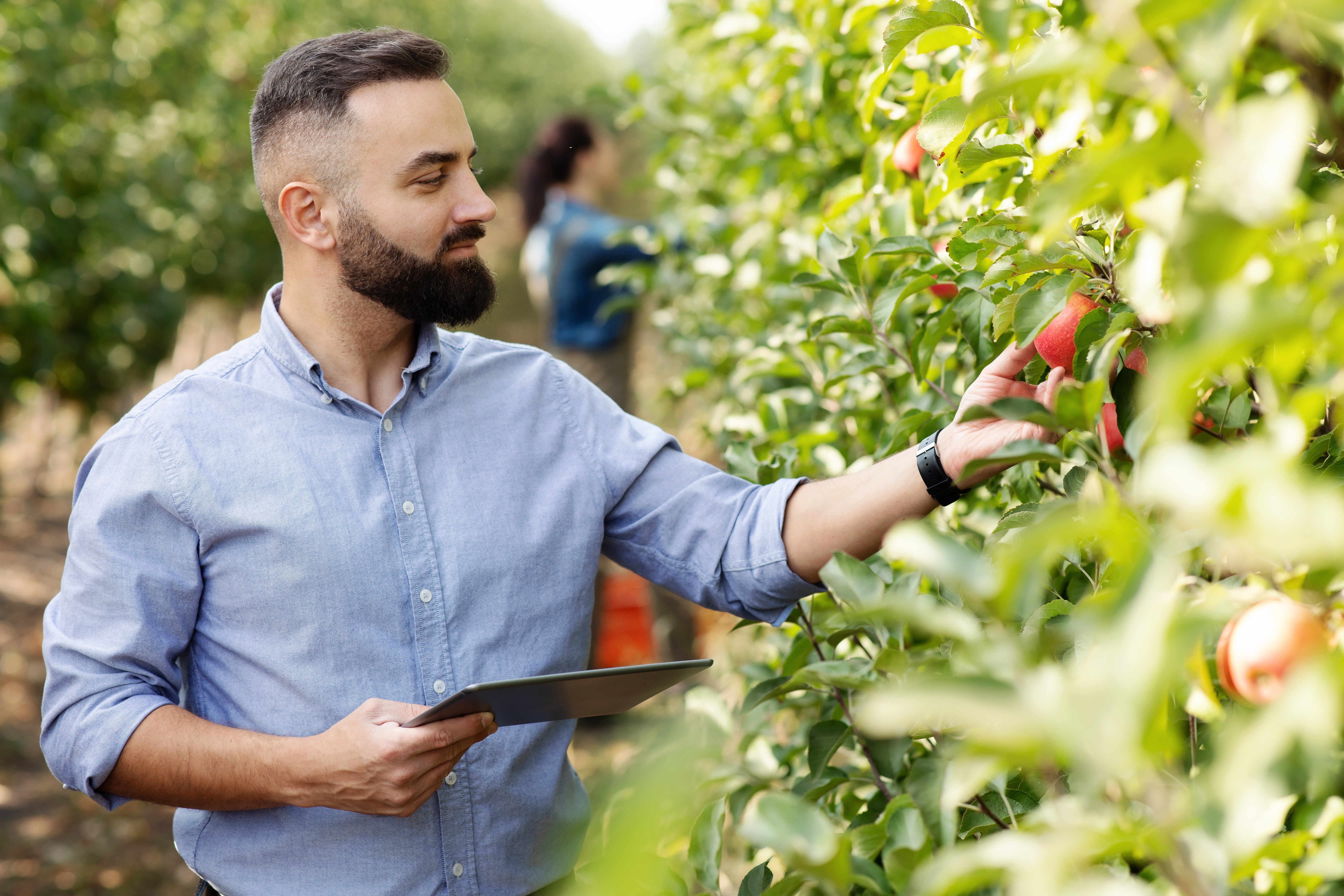 Supervisor Apple Orchard