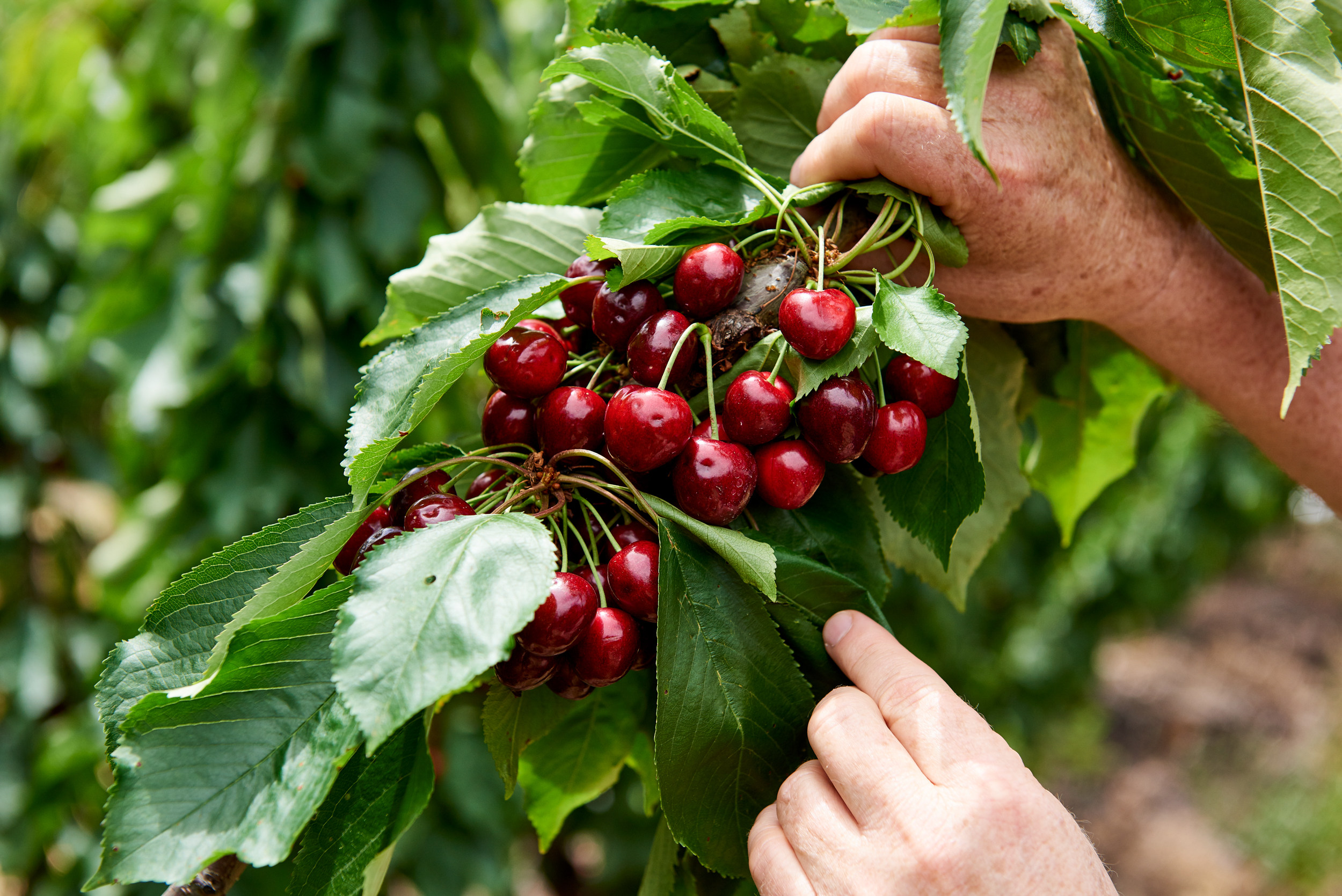 cherries