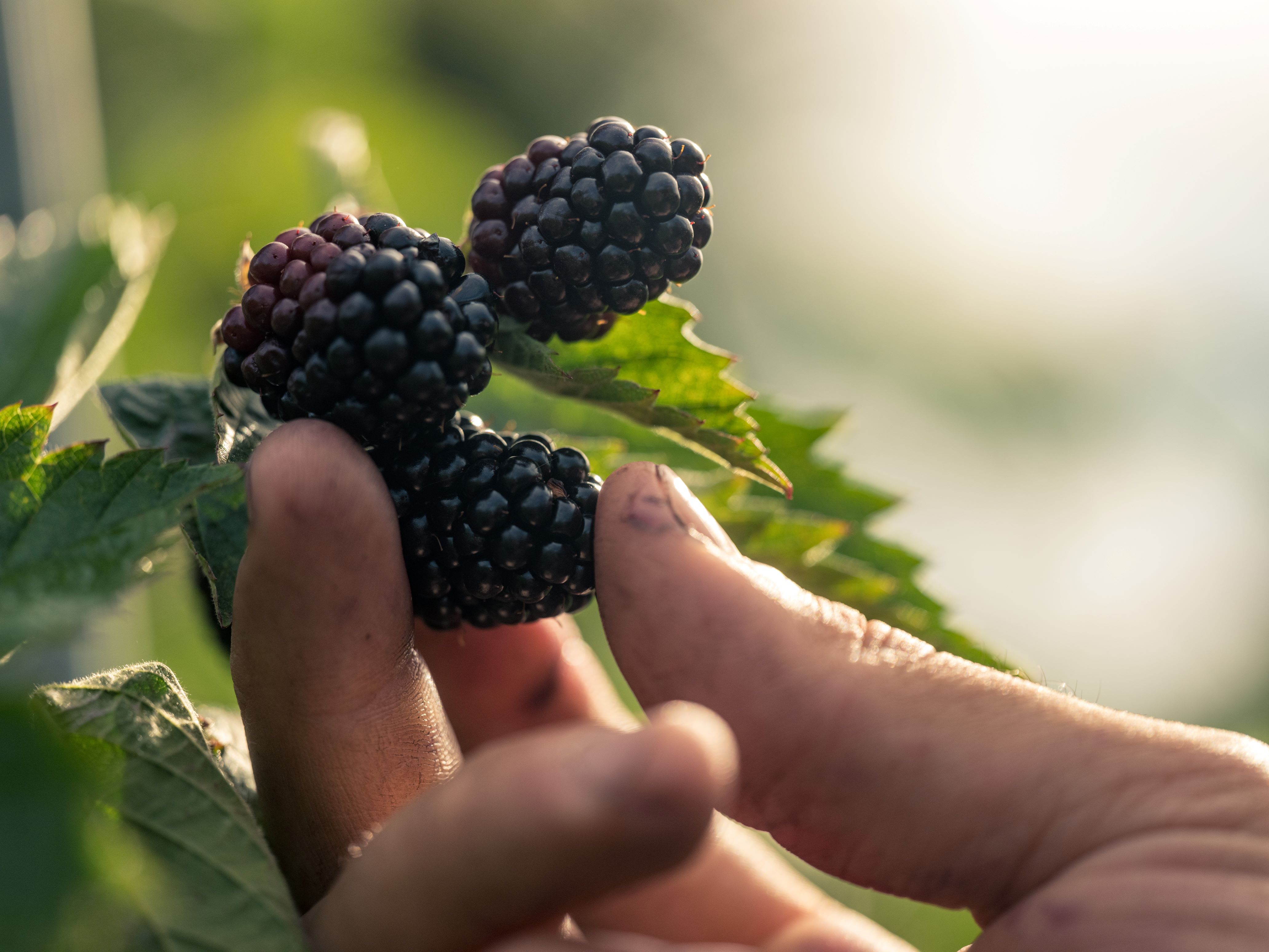 Picking blackberries