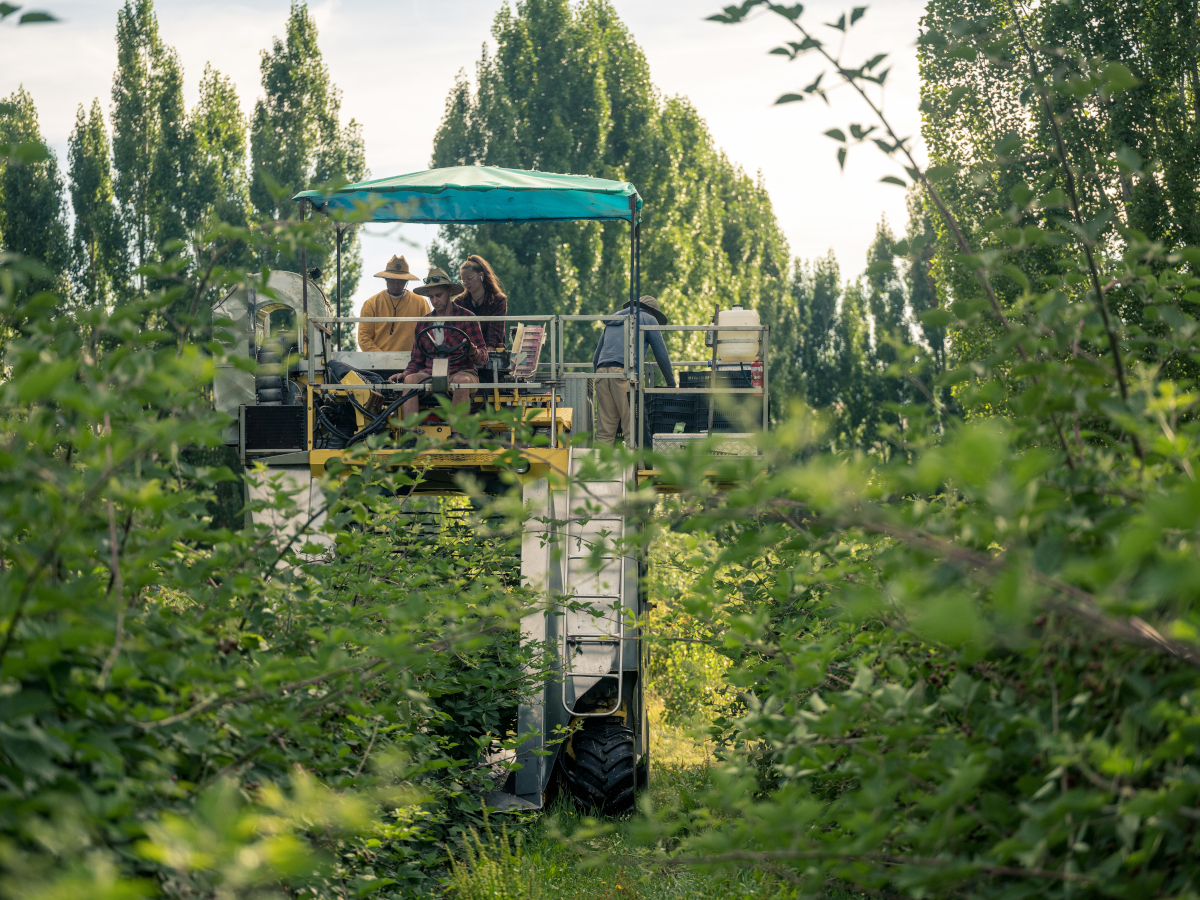 Westerway berry farm