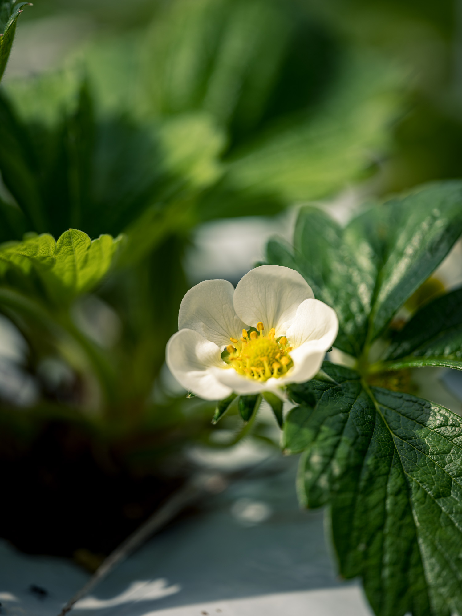 blooms-strawberry