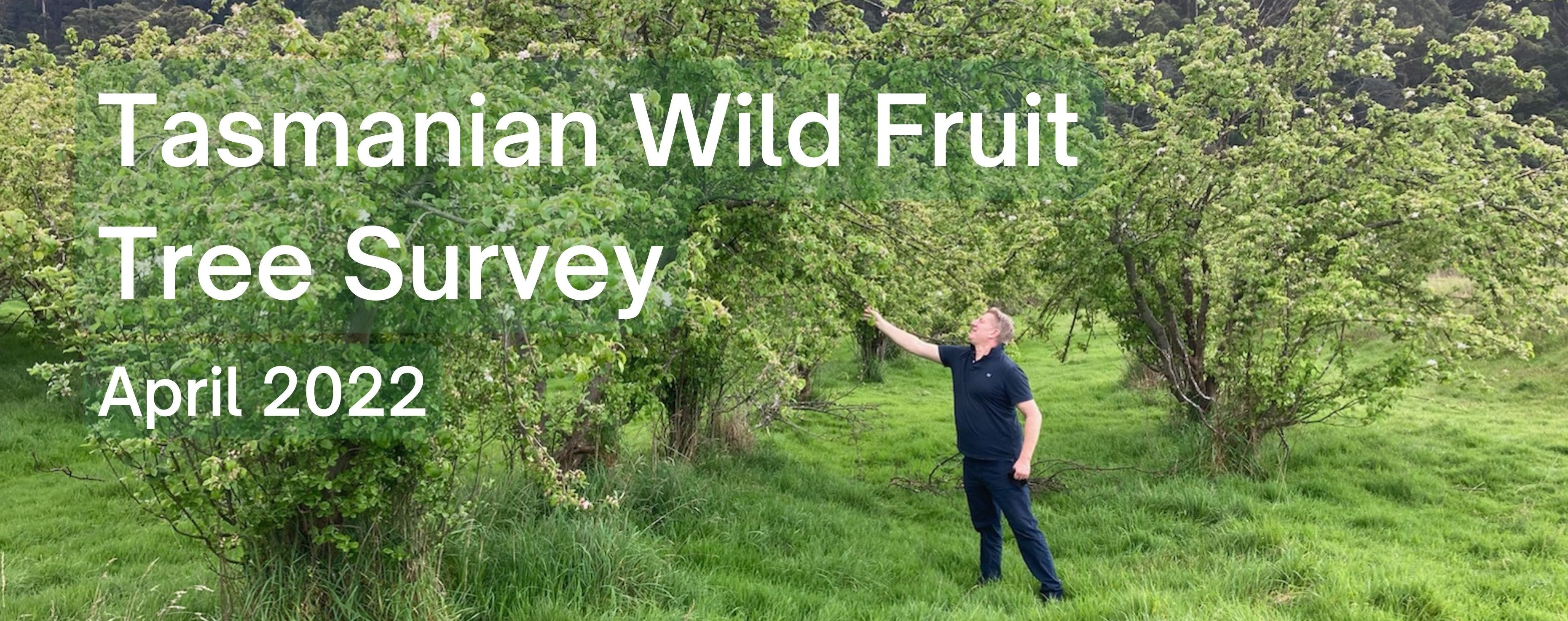 Tasmanian wild fruit tree survey