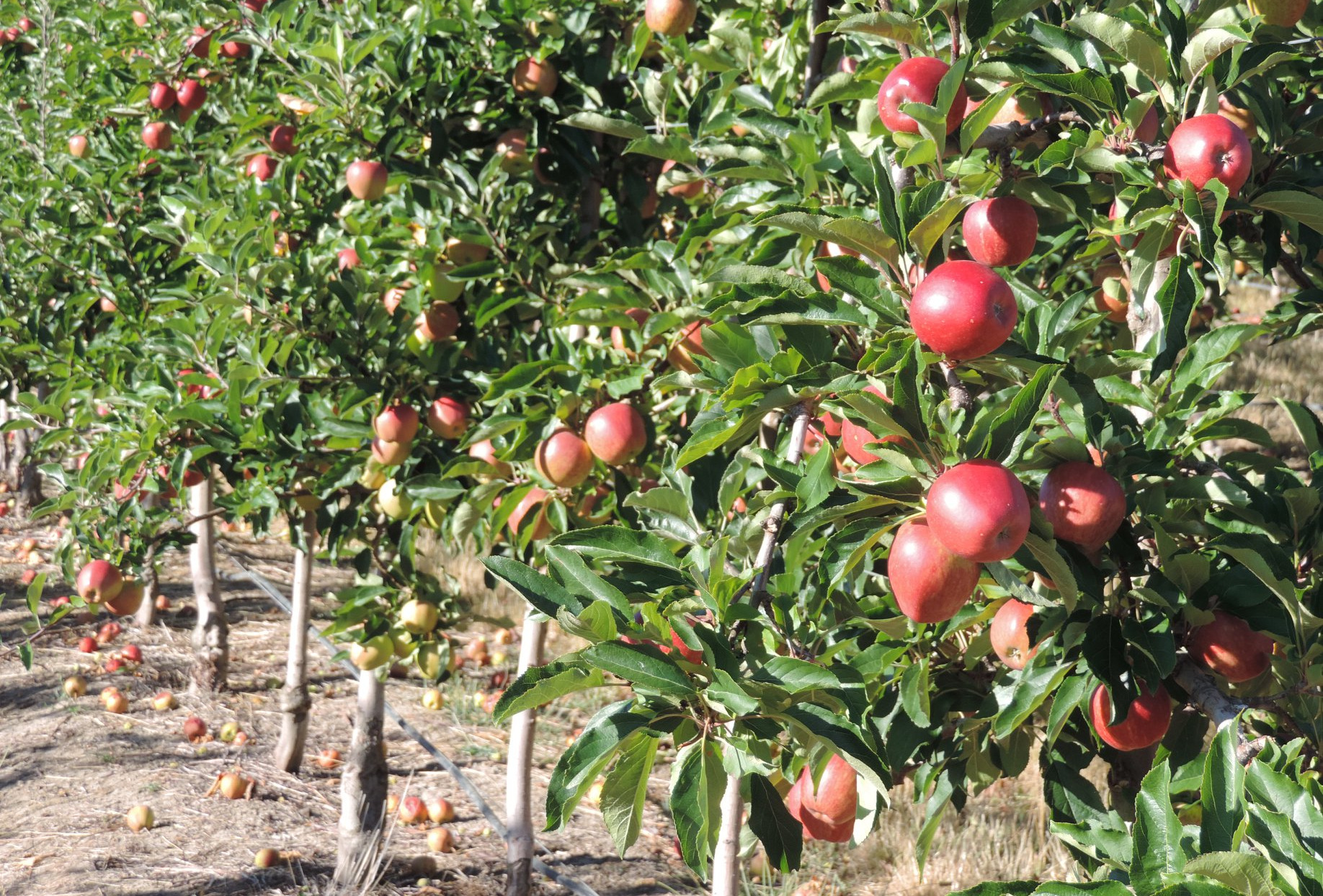 HEADER Apples on tree