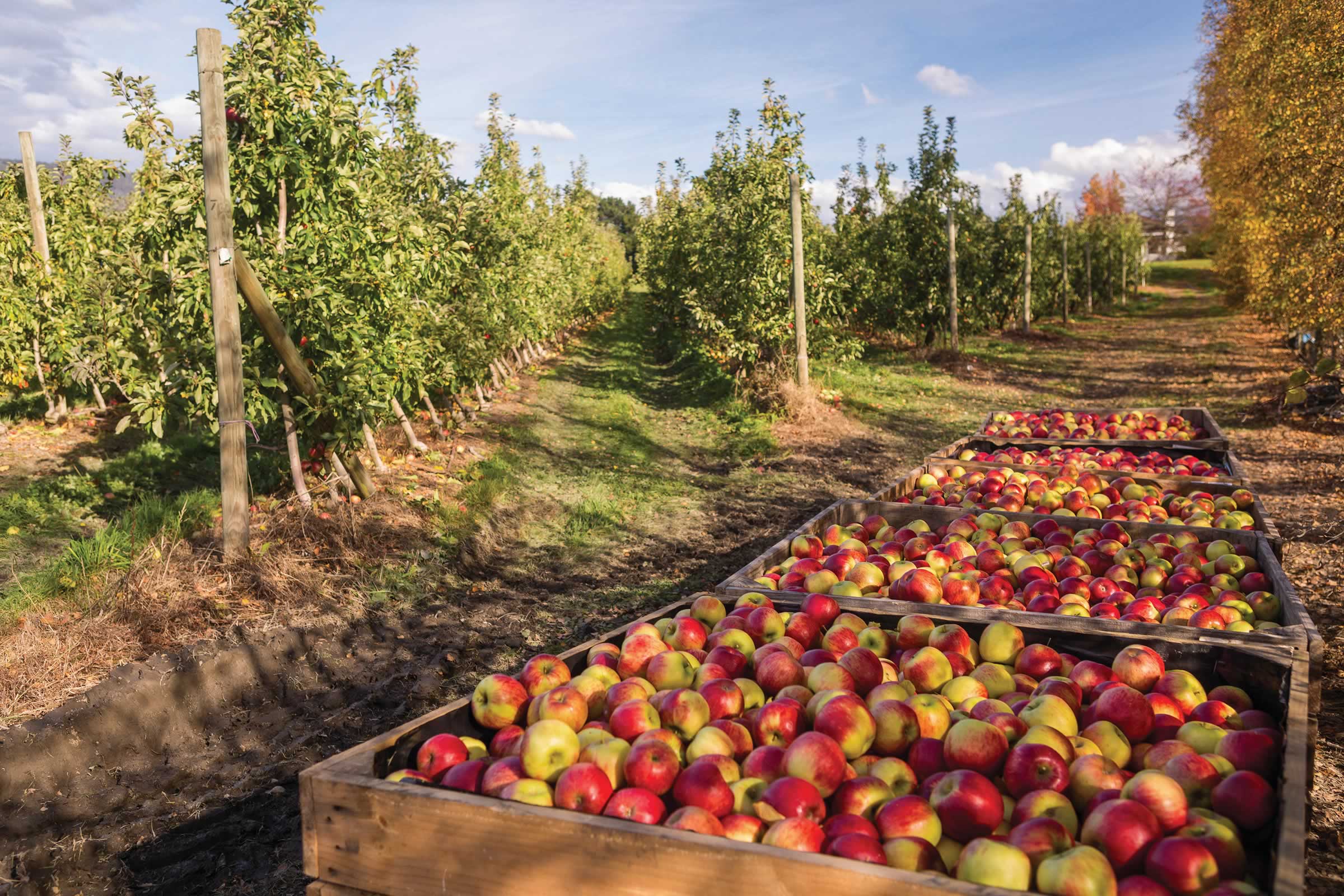 Apple crates, Willie Smiths Organic Apple Cider 