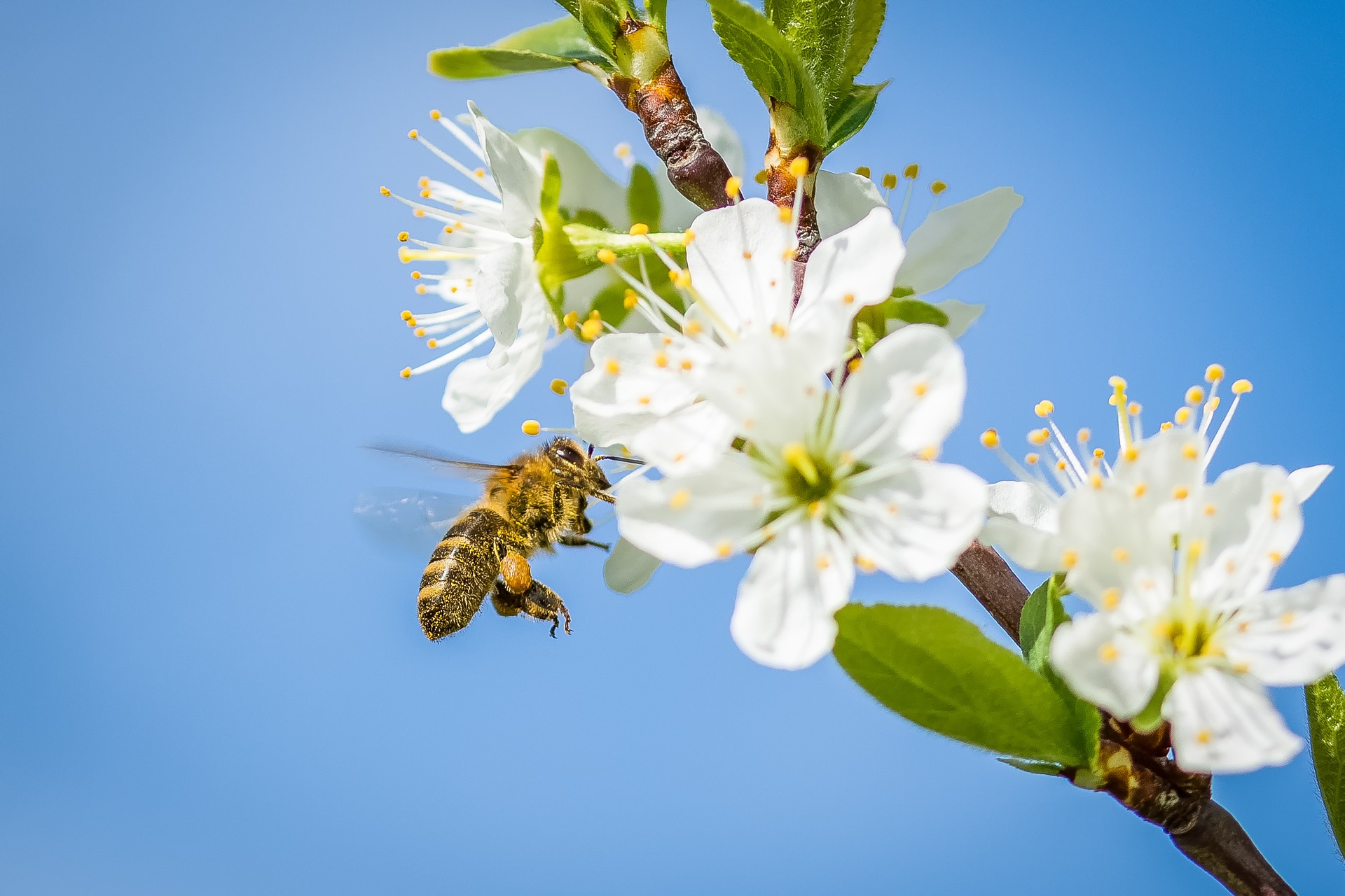 Bee and cherry blossom