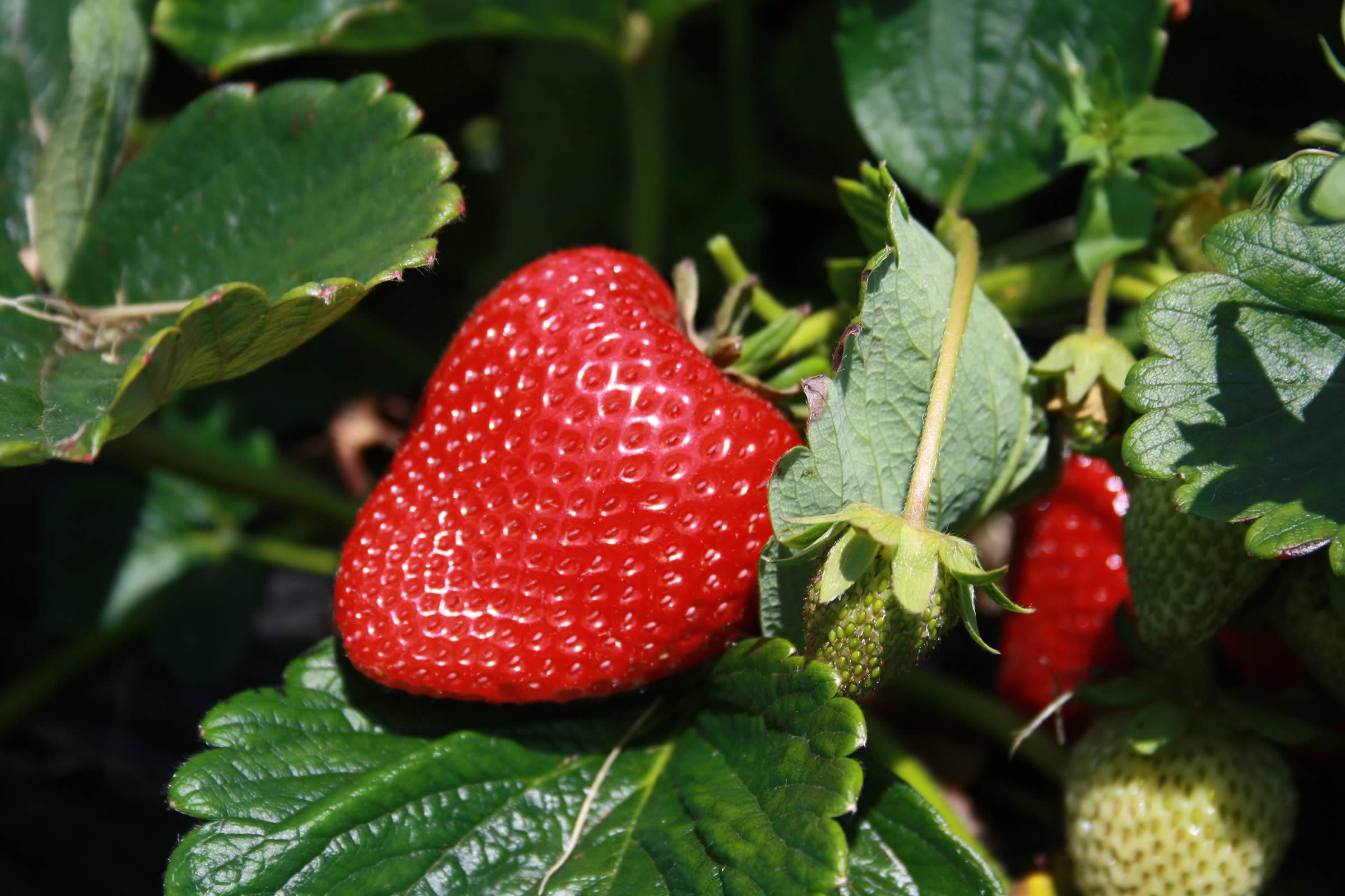 About Tasmania Fruit Growers Tasmania