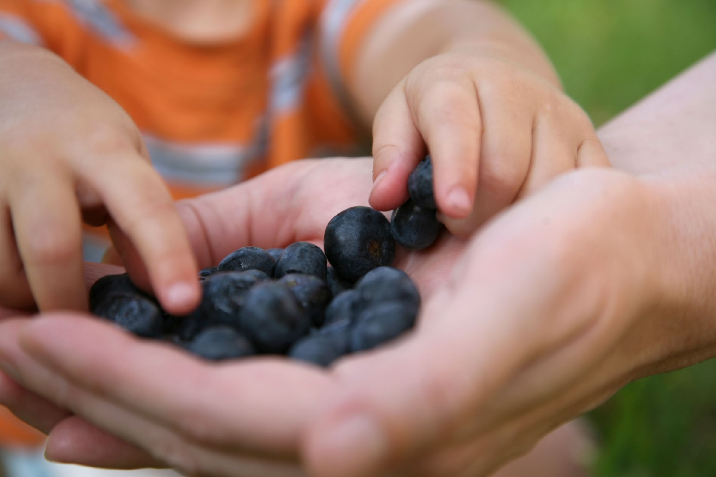 Header - blueberries